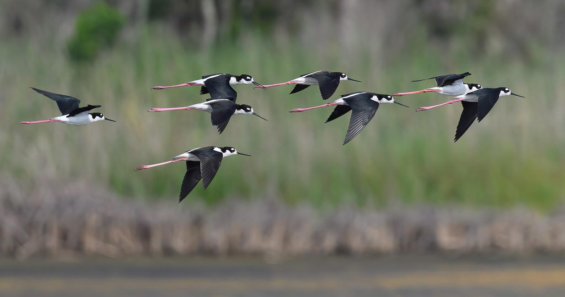 Black-Necked Stilts