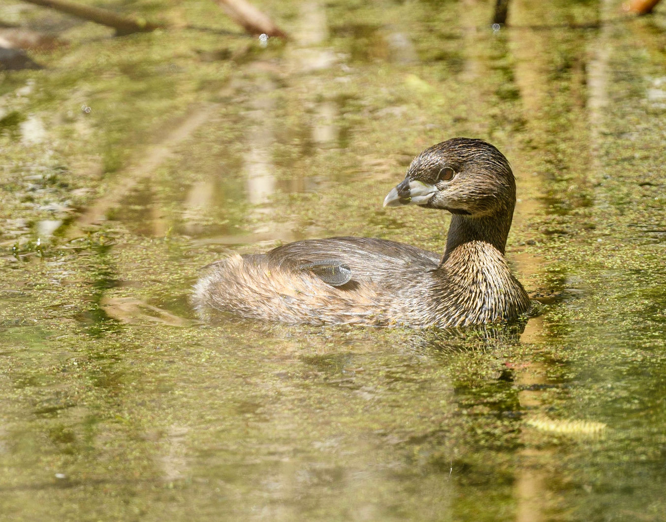 Pied-Billed Grebe