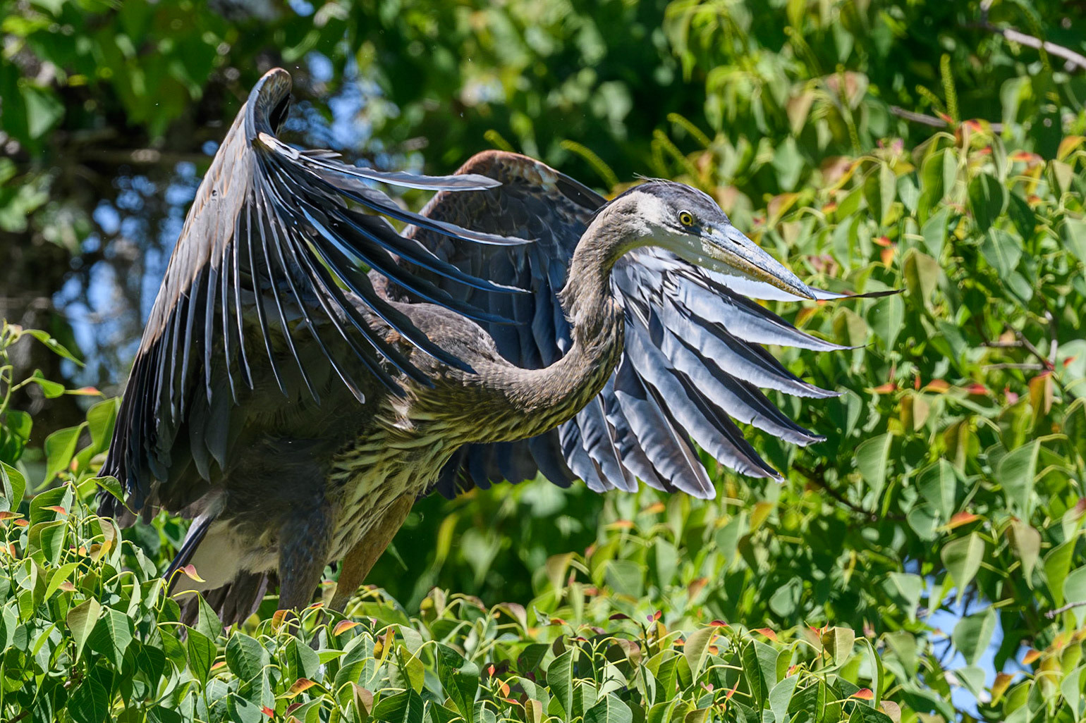 Great Blue Heron