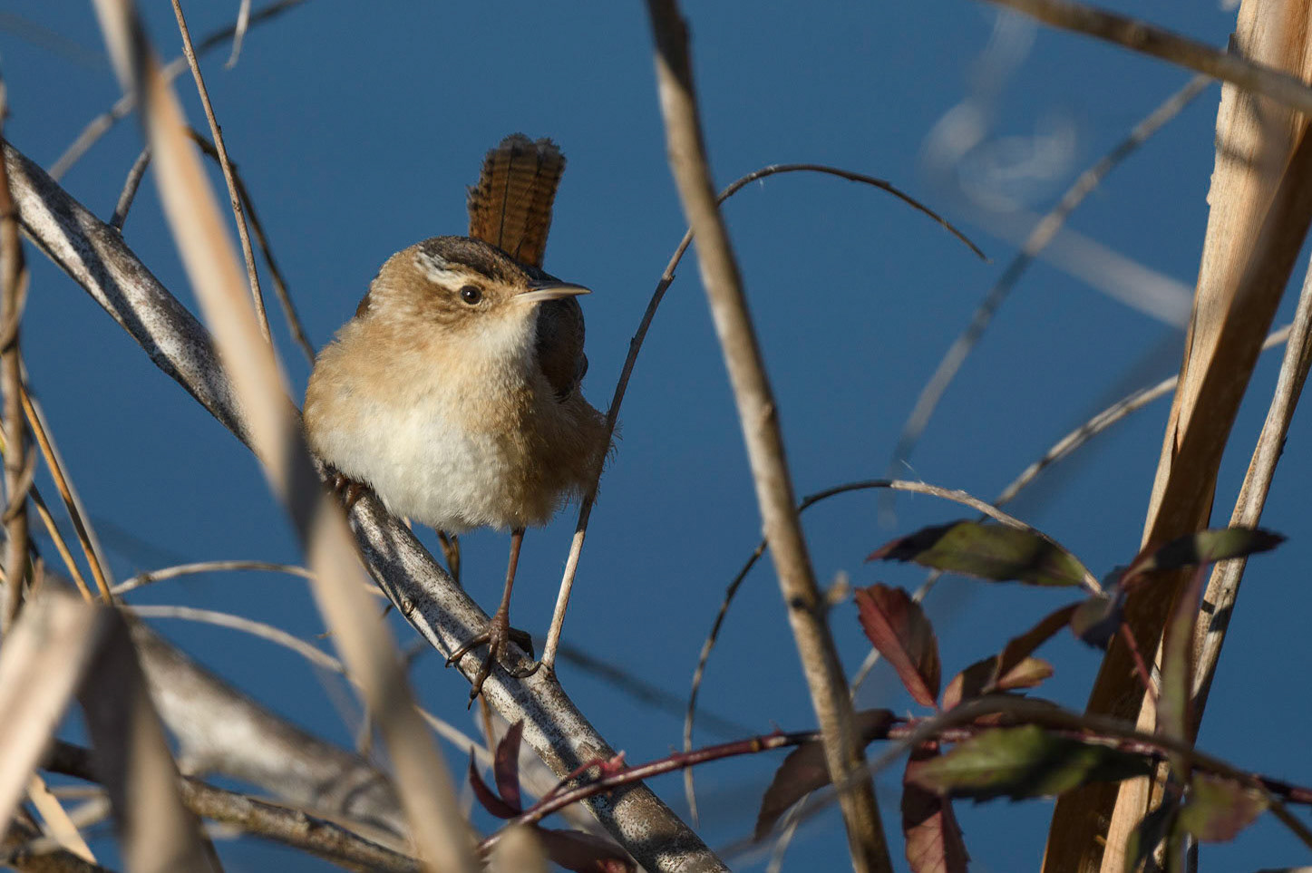 Marsh Wren