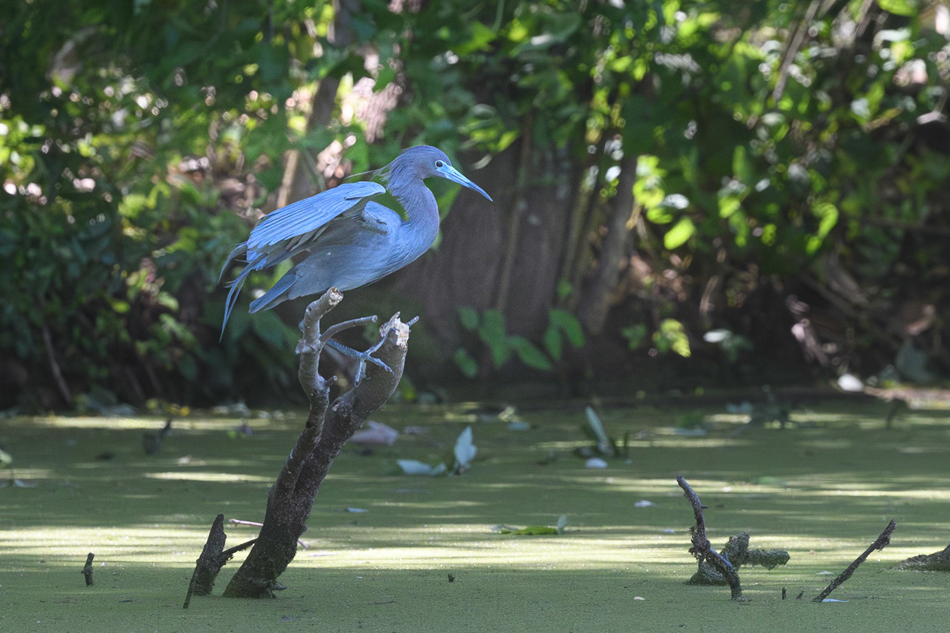 Little Blue Heron