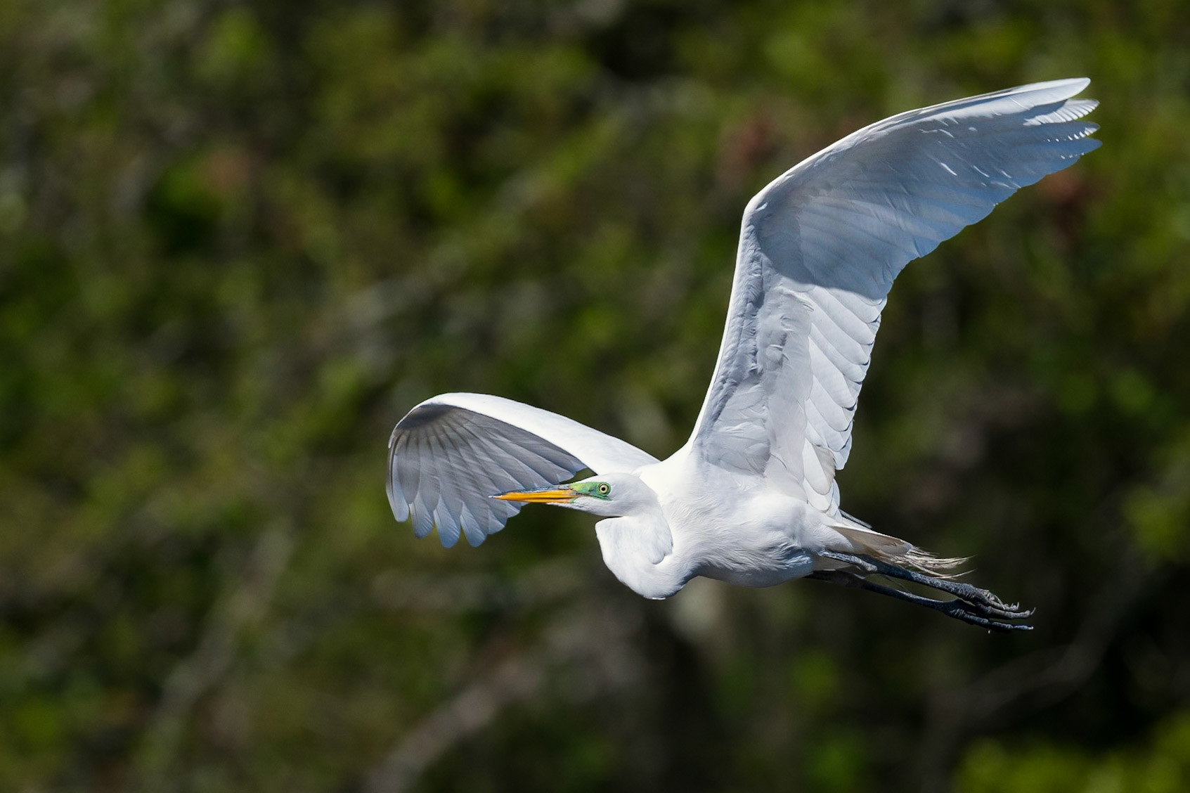Great Egret