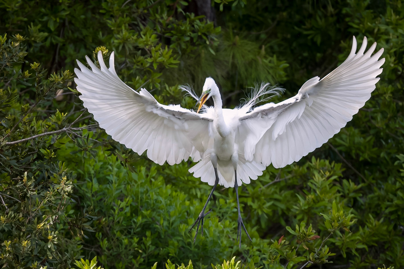 Great Egret