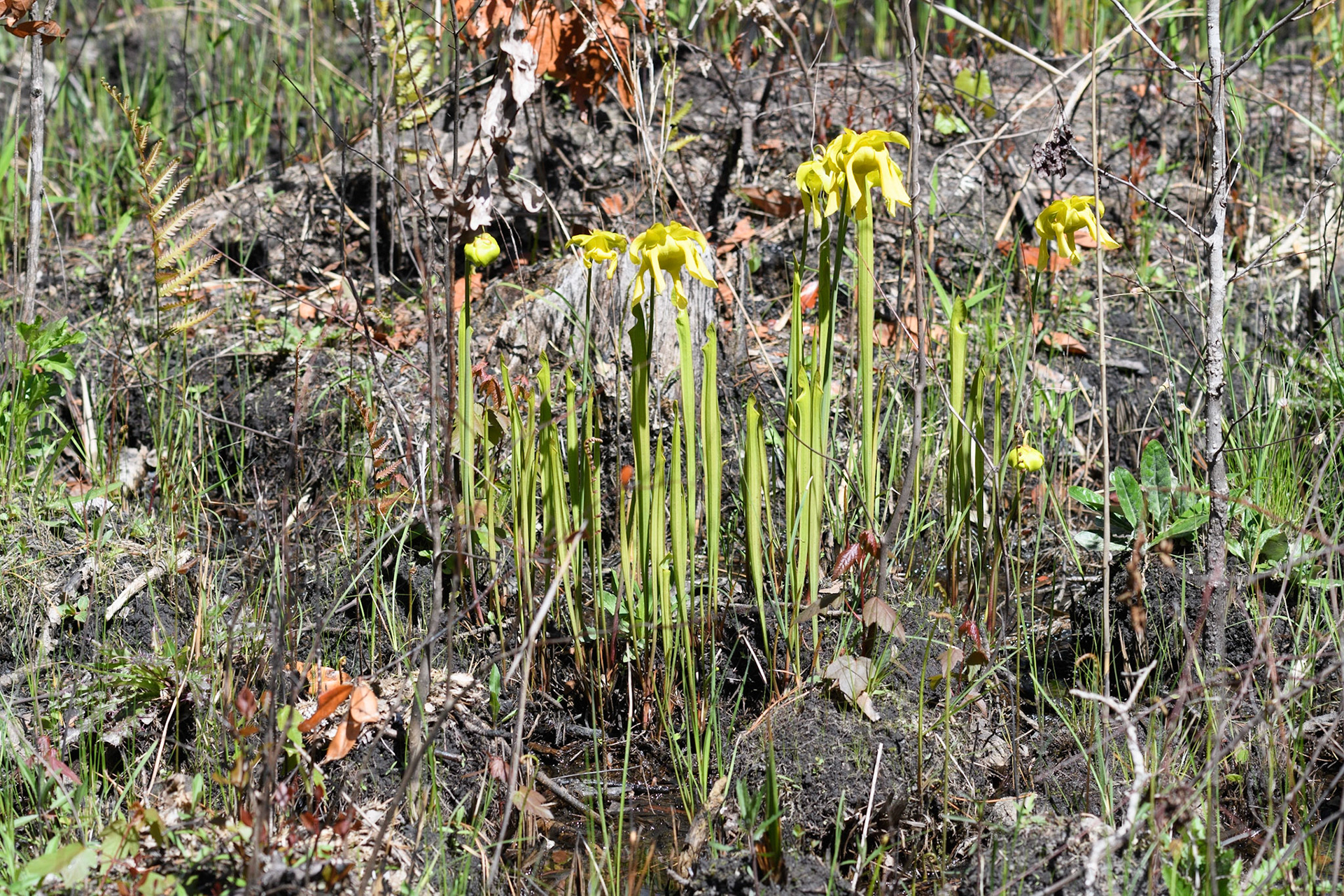 Yellow Pitcher Plants