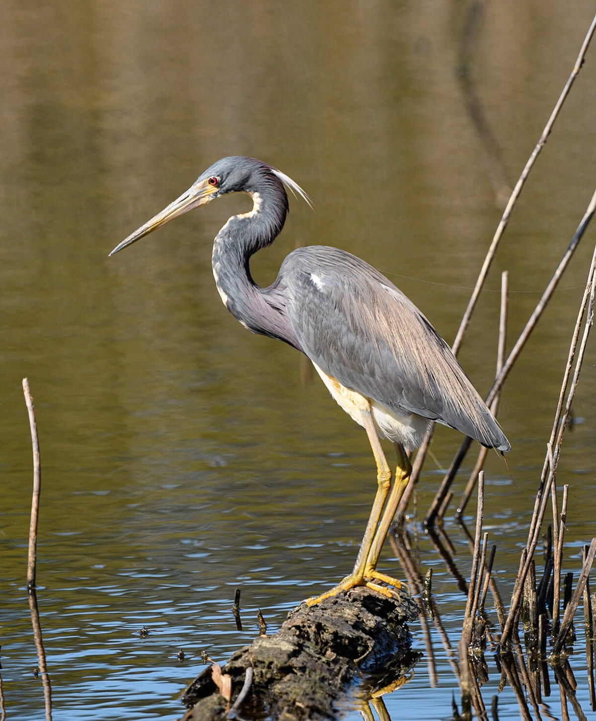 Tri-Colored Heron