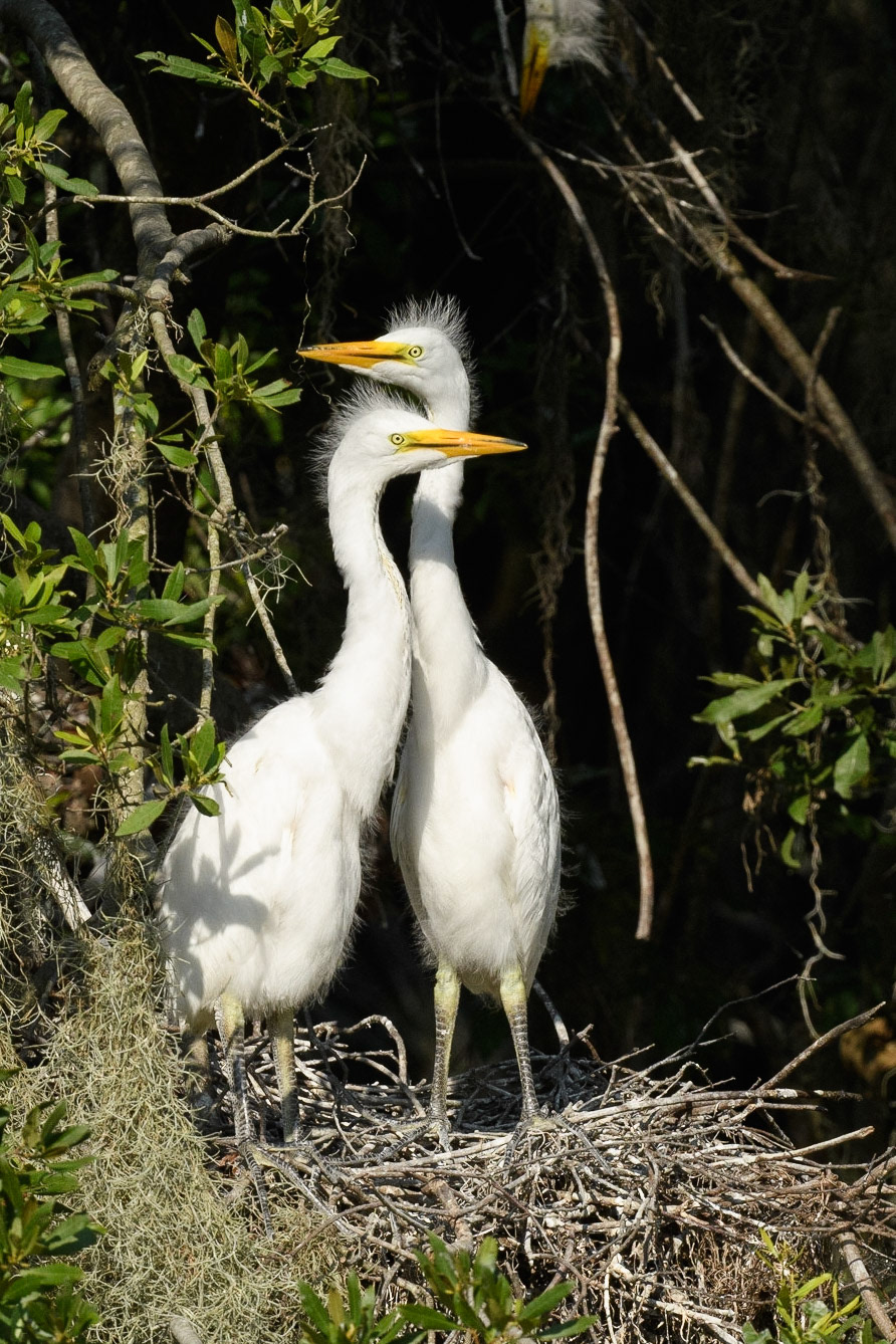 Pair of Great Egrets on nest