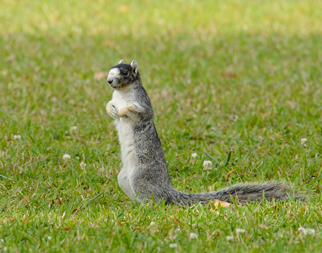 Fox squirrel in East Bay Park