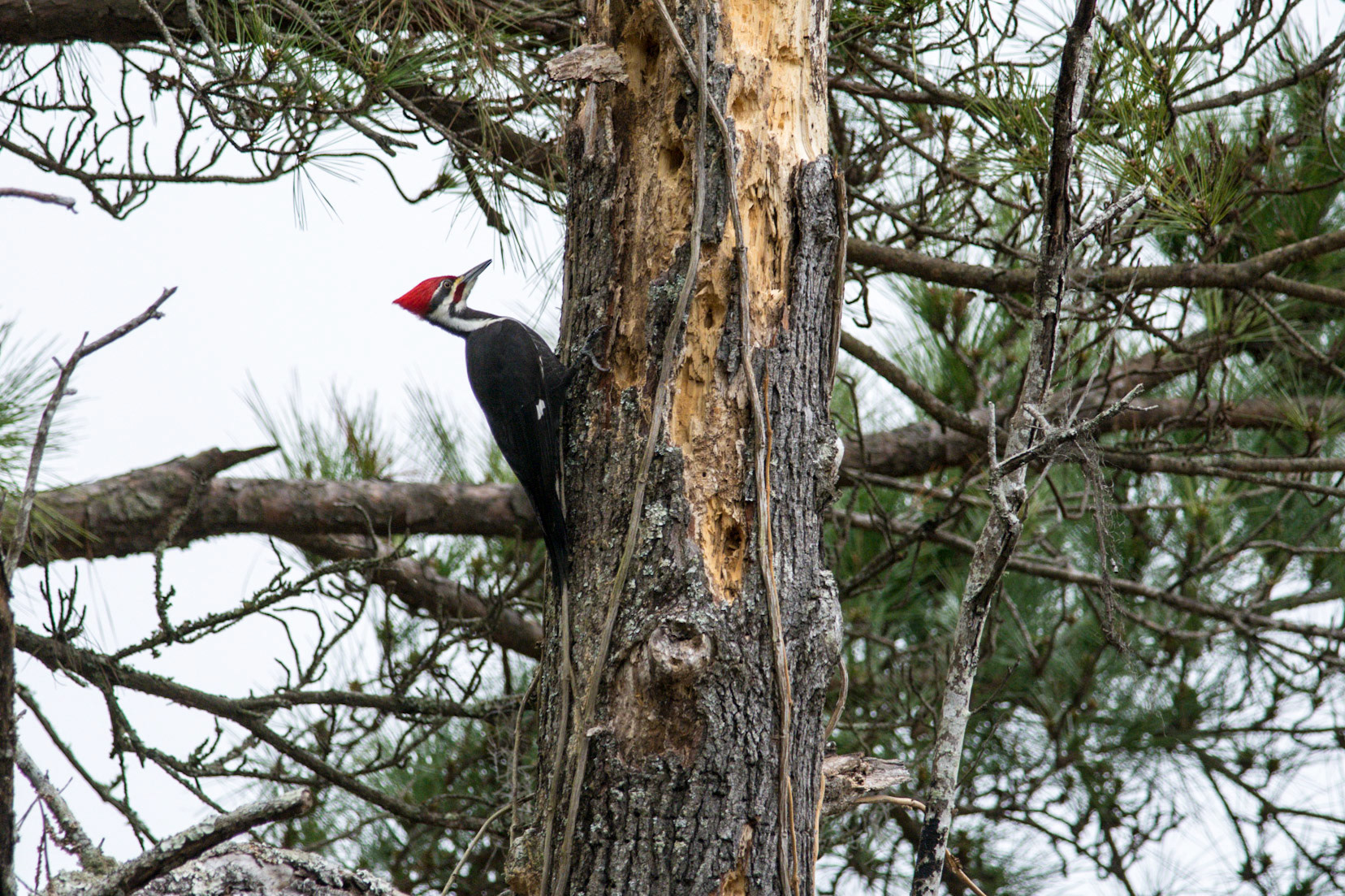 Pileated Woodpecker
