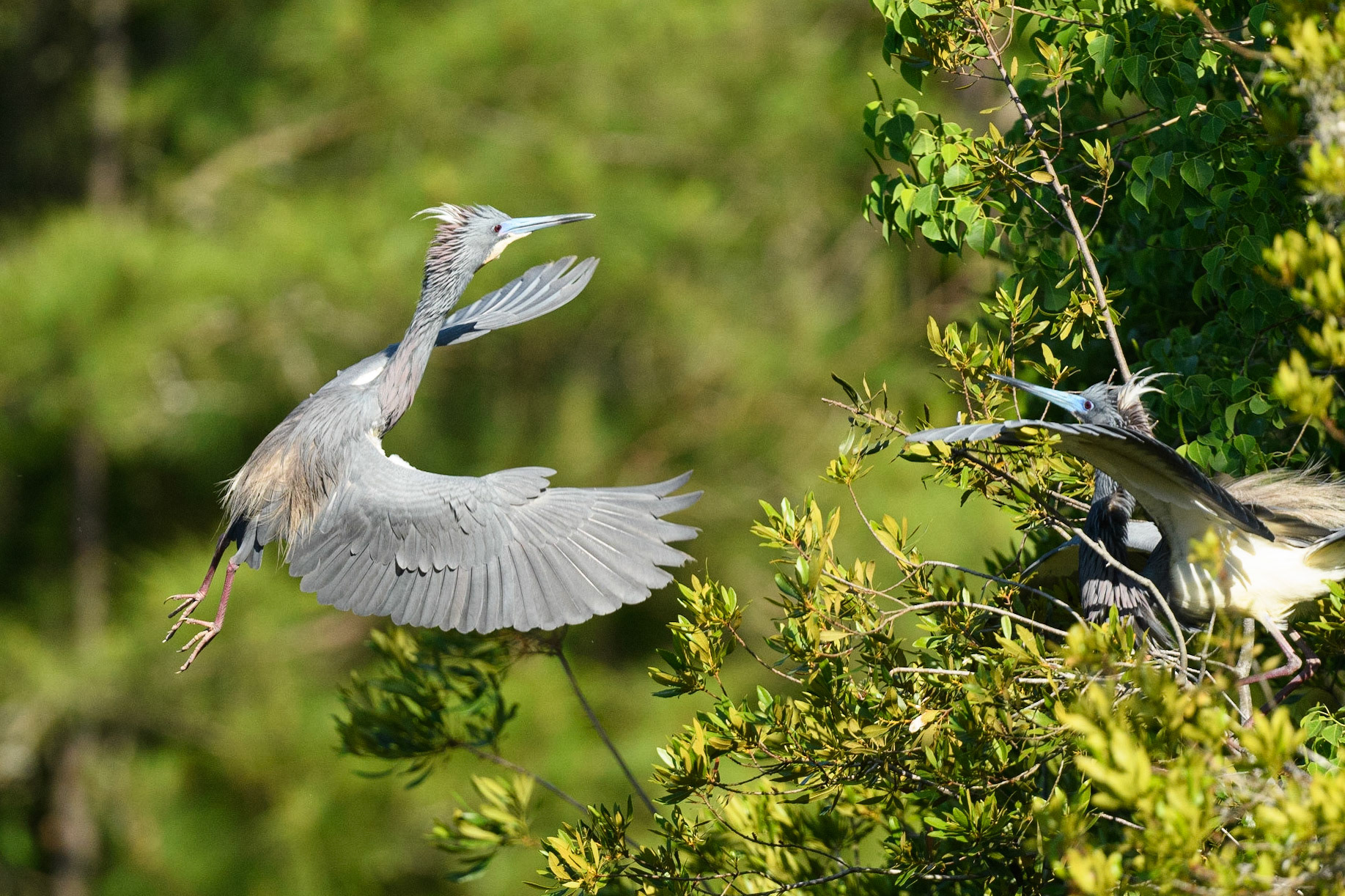 Tri-Colored Herons