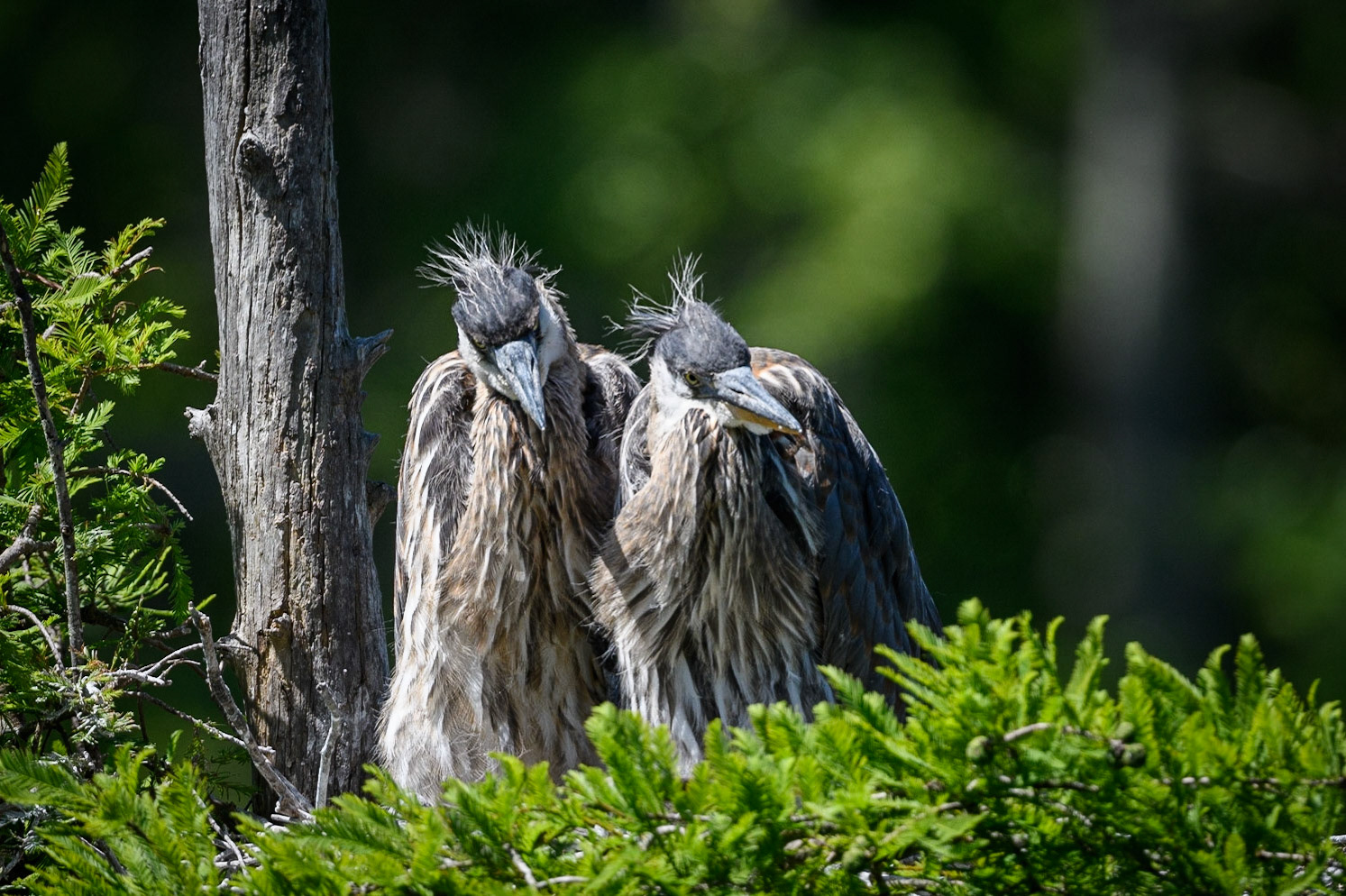 Great Blue Heron chicks