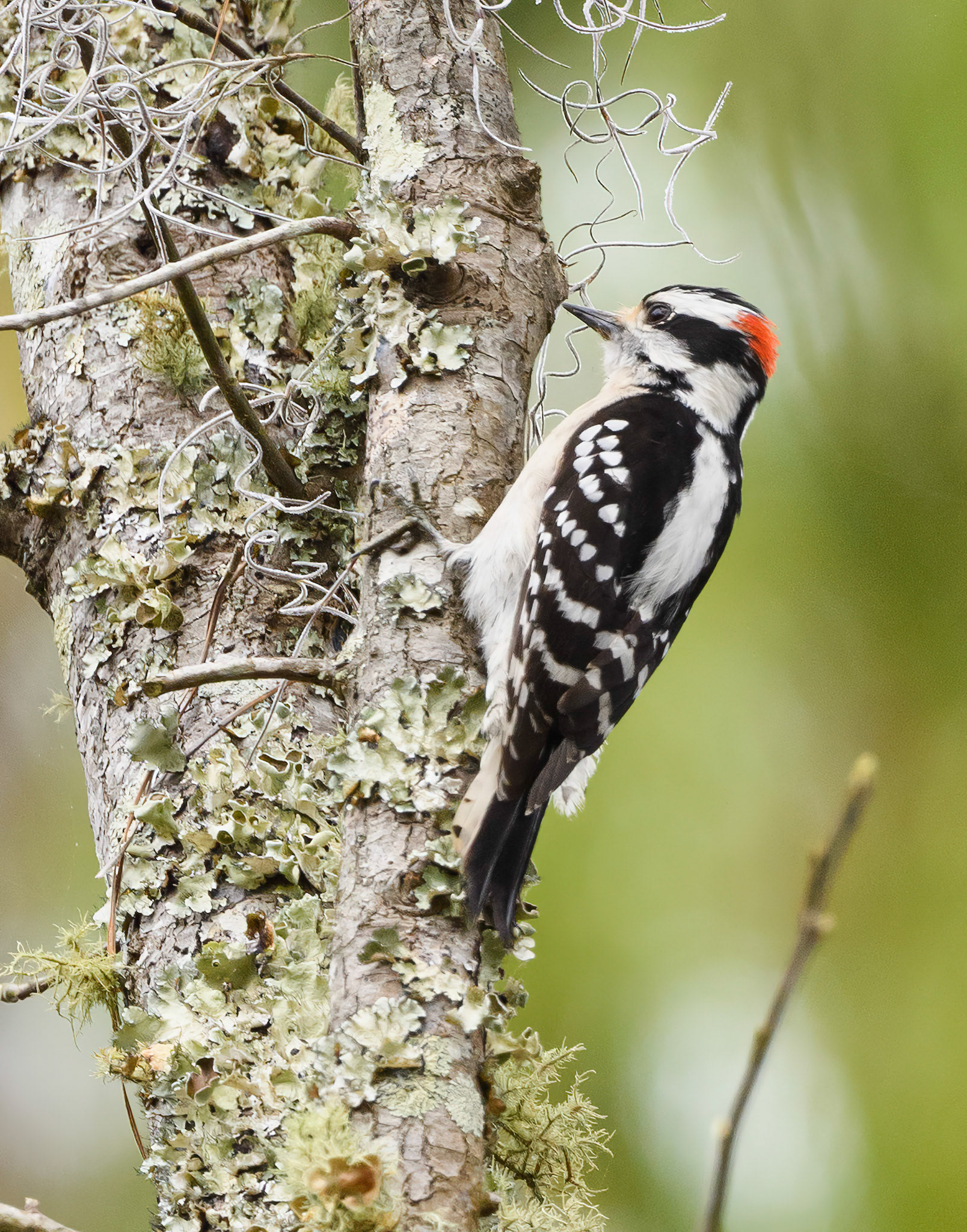 Downy Woodpecker