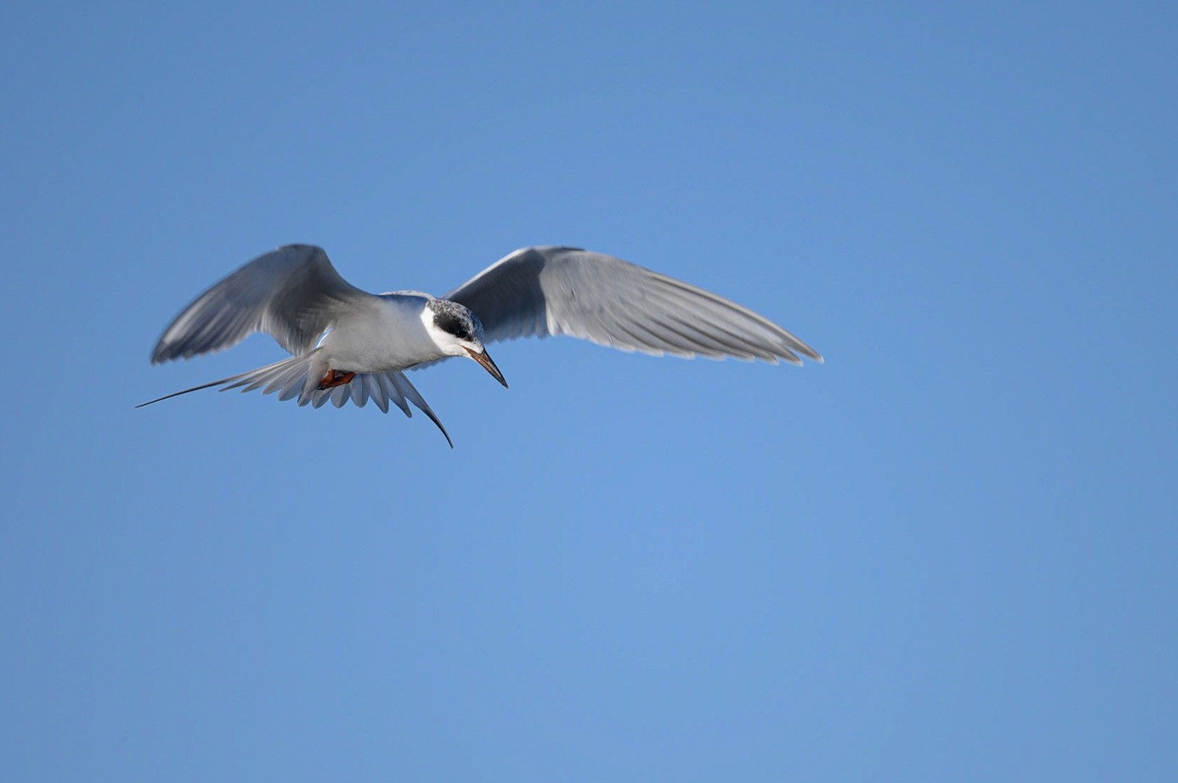 Forster's Tern