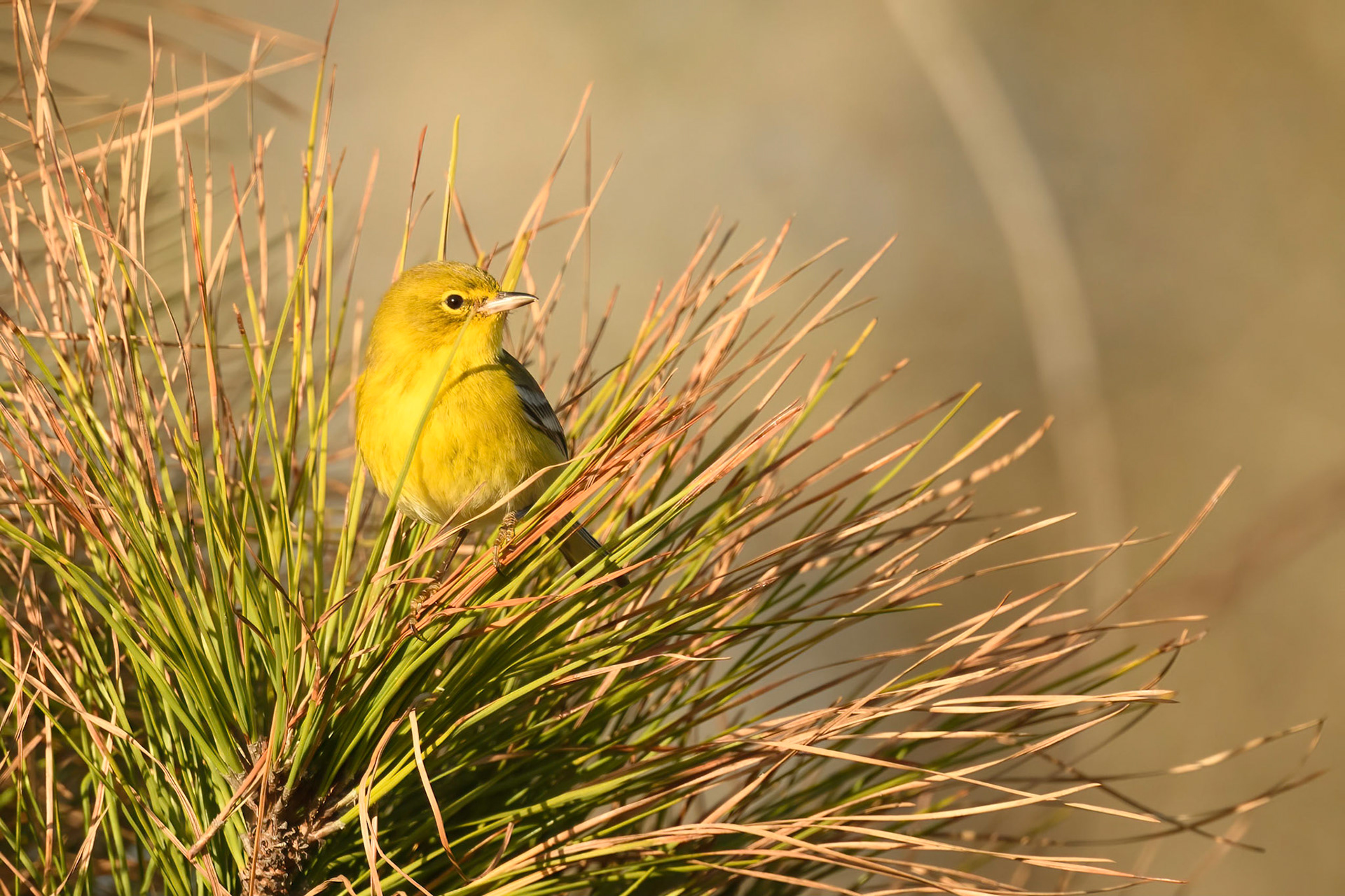 Yellow Warbler