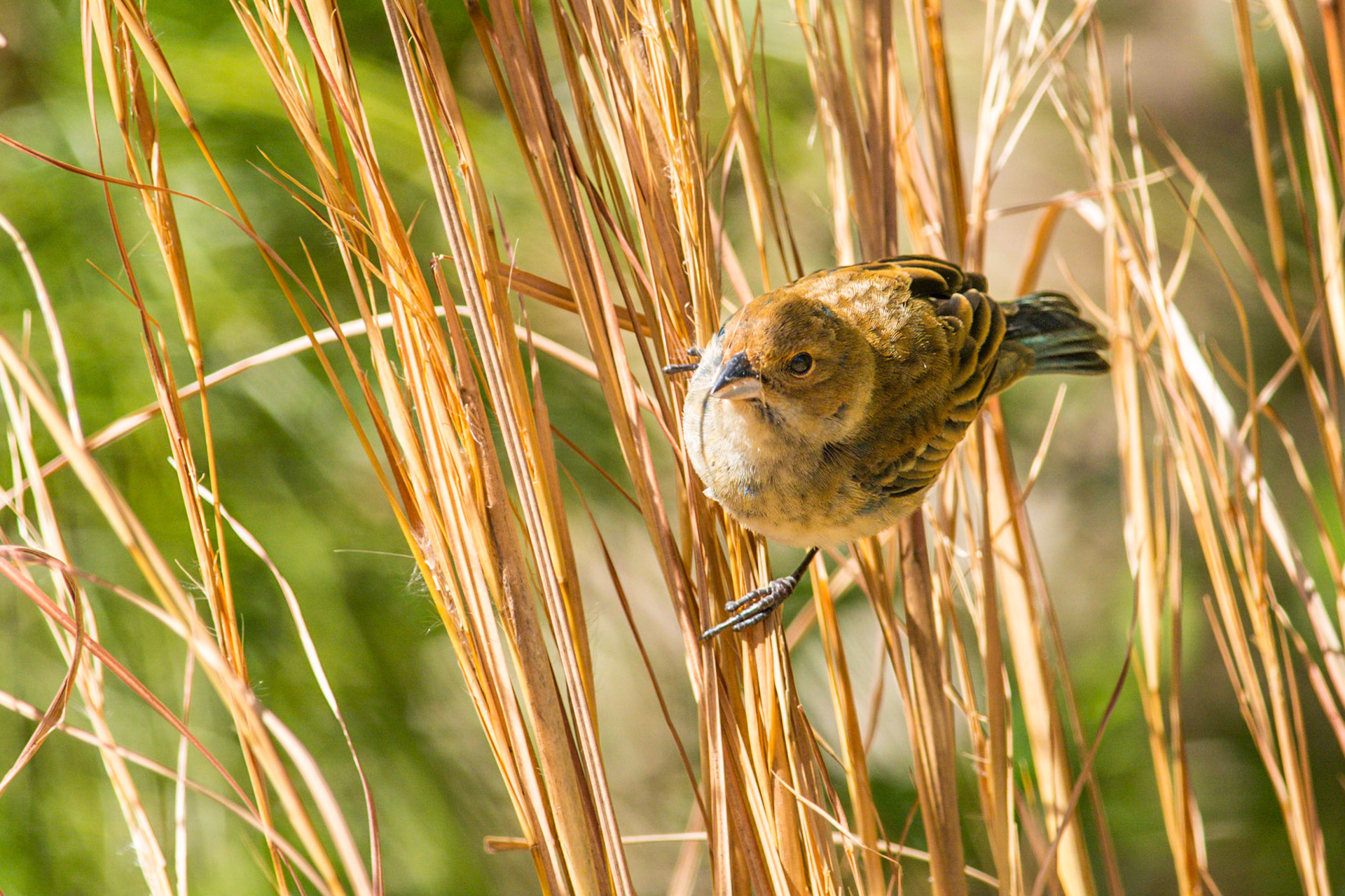 Molting male Indigo Bunting