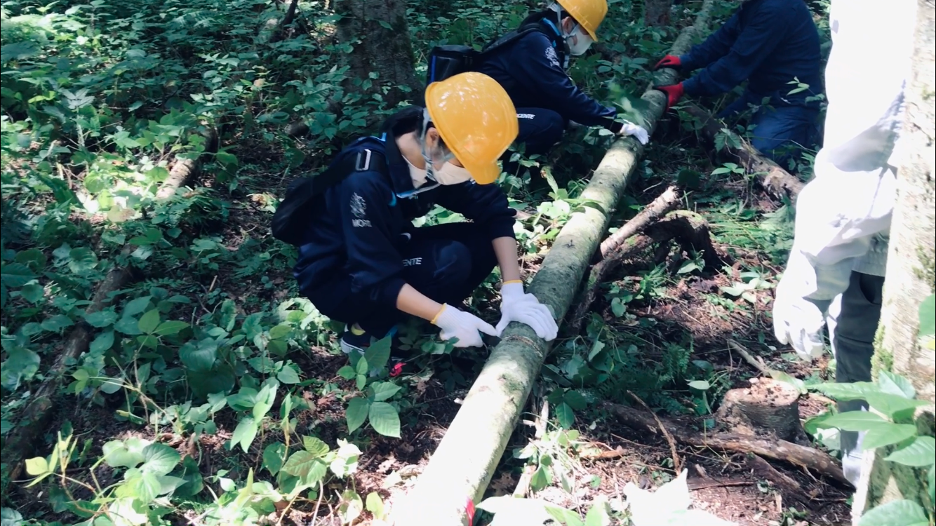 Logging