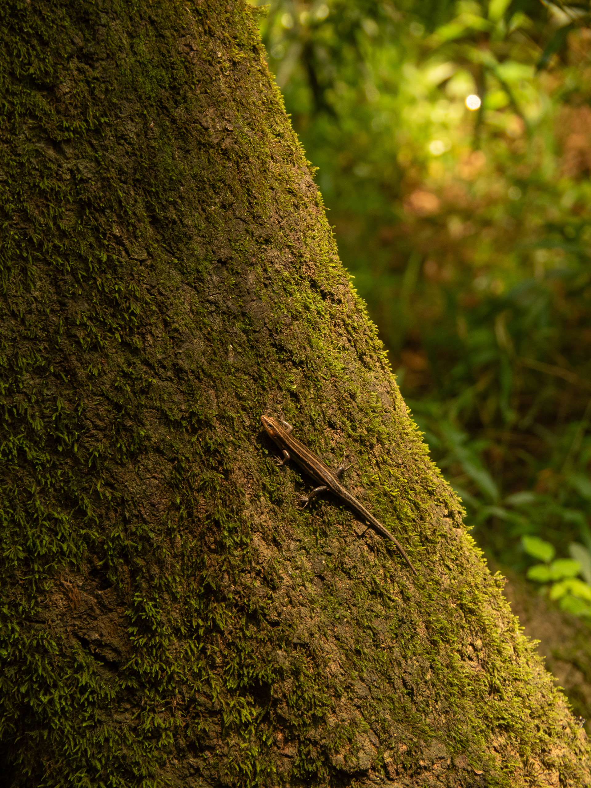 Congaree Nat'l Park, SC