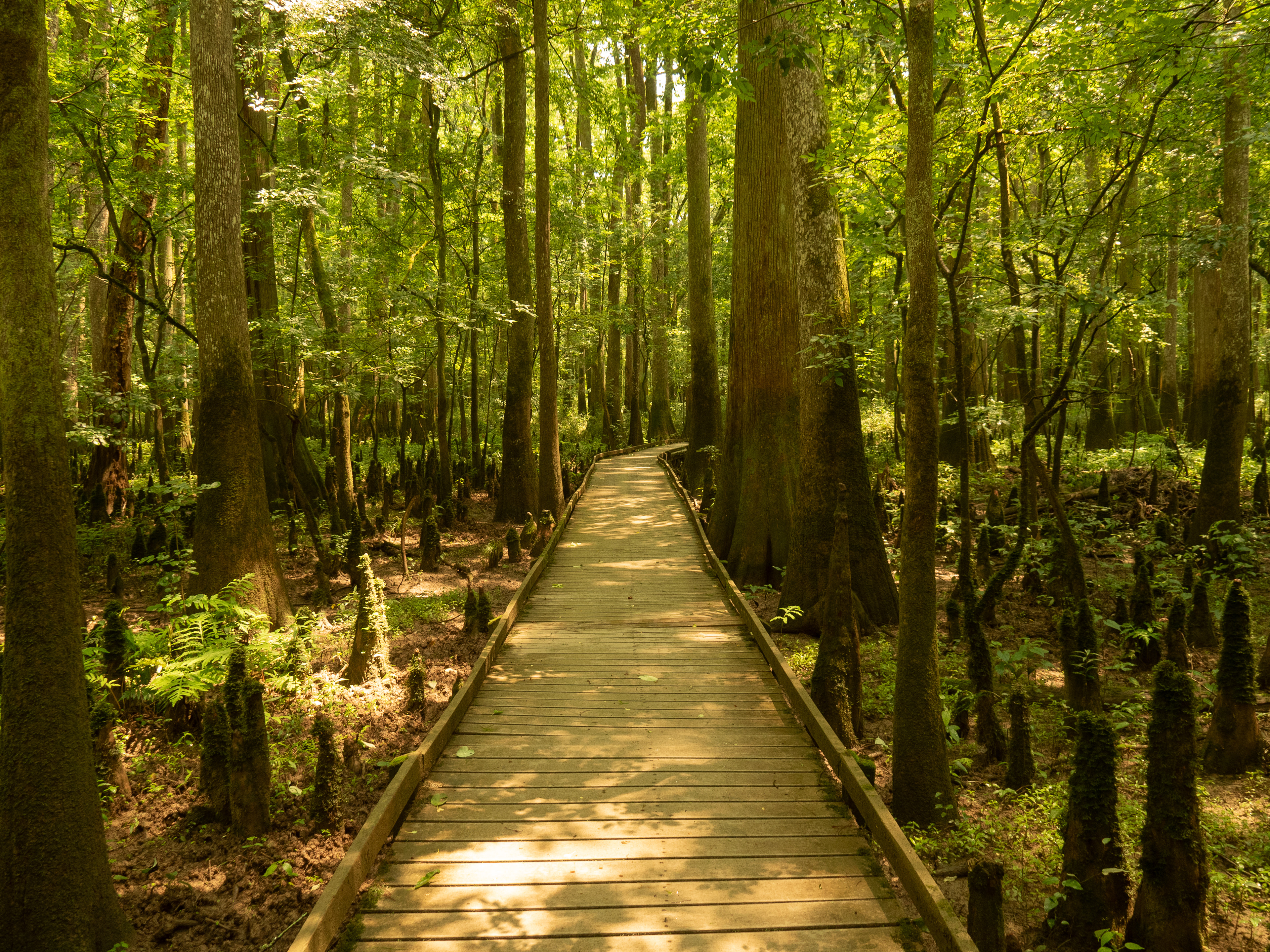 Congaree Nat'l Park, SC