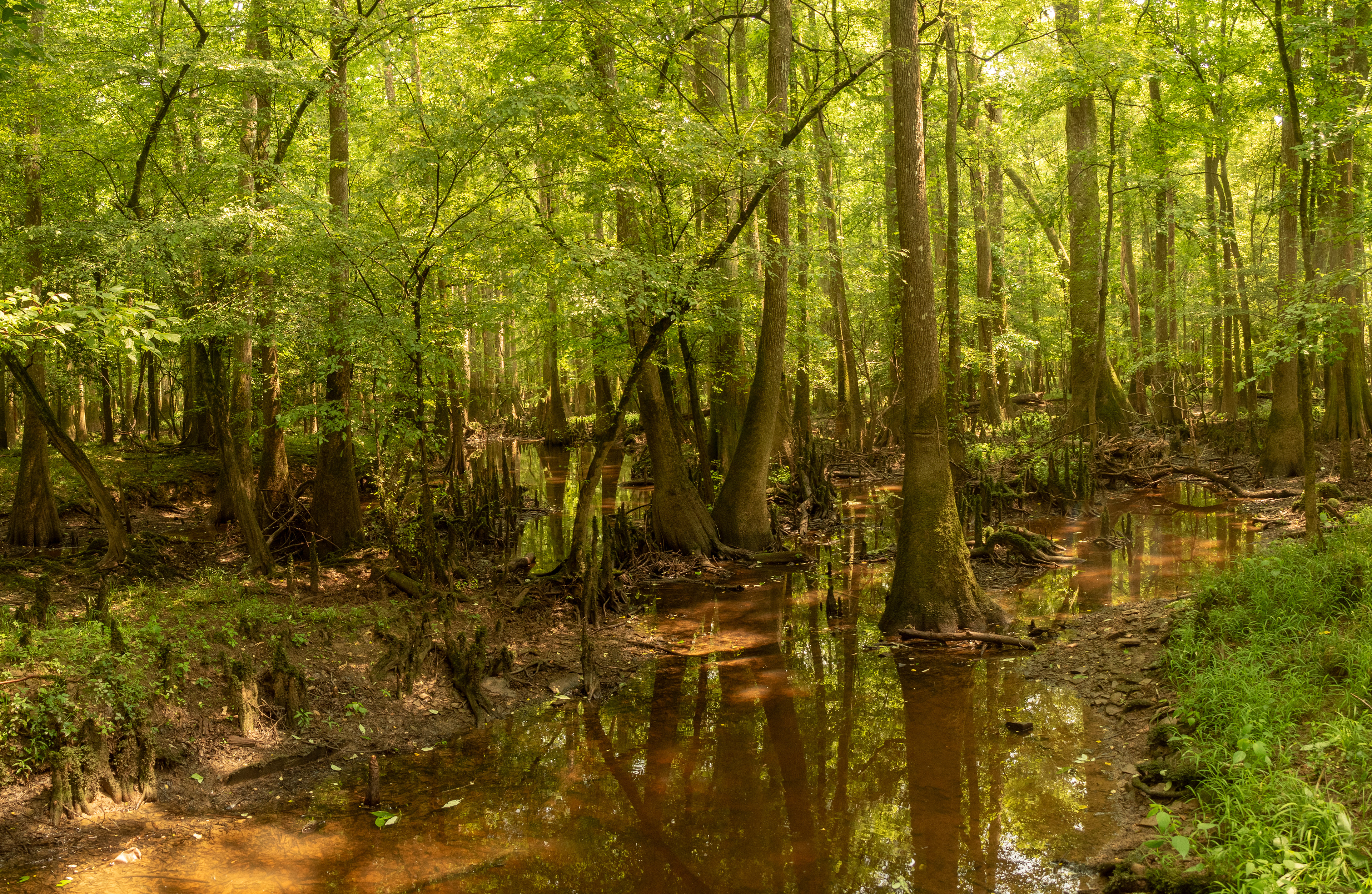 Congaree Nat'l Park, SC