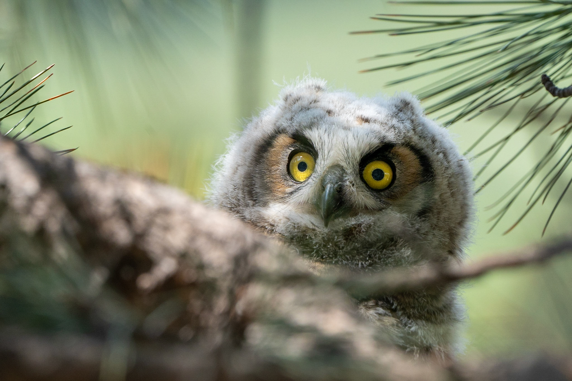 Great Horned Owlet near Helena