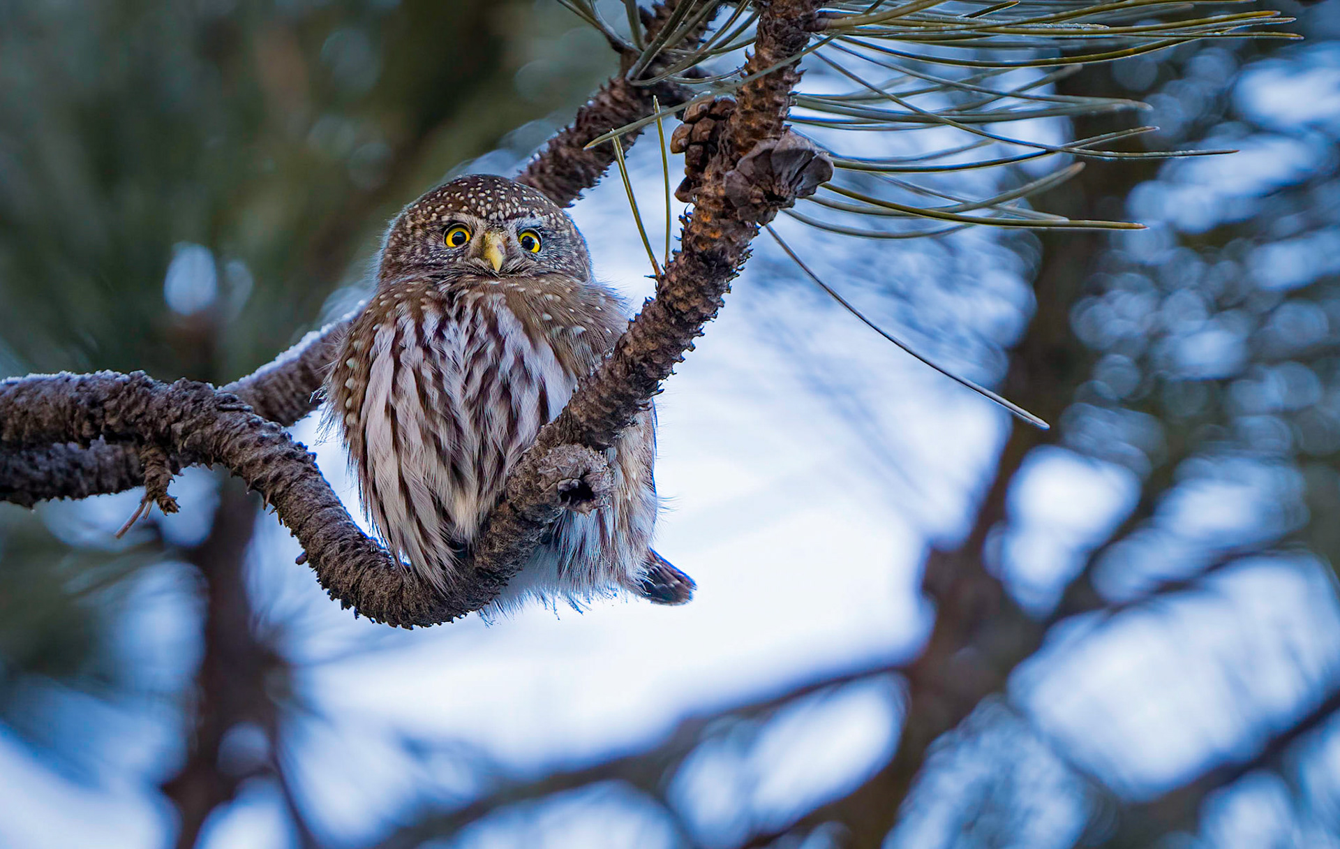 Pygmy Owl on Grizzly Gulch near Helena