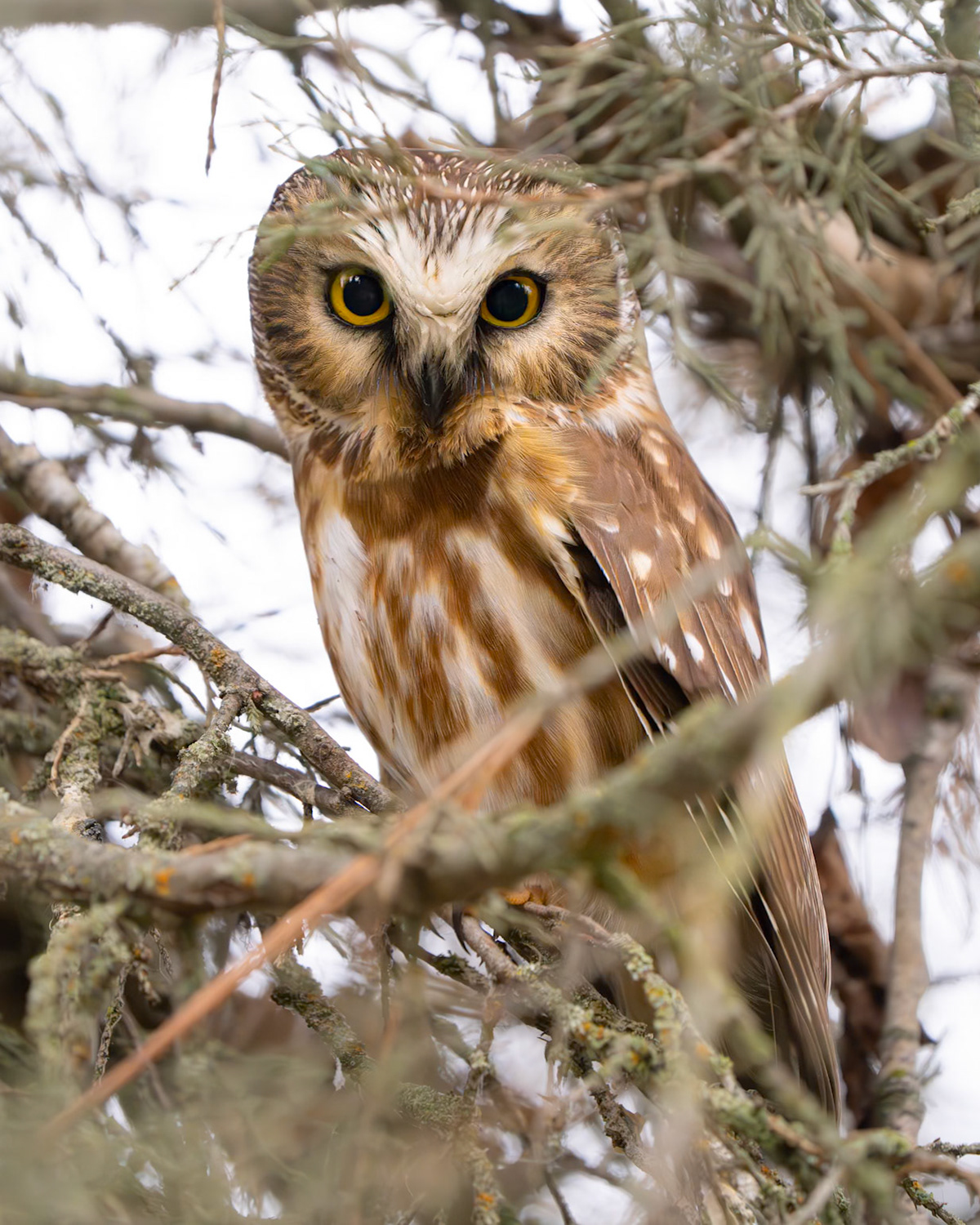 Saw Whet near Missoula