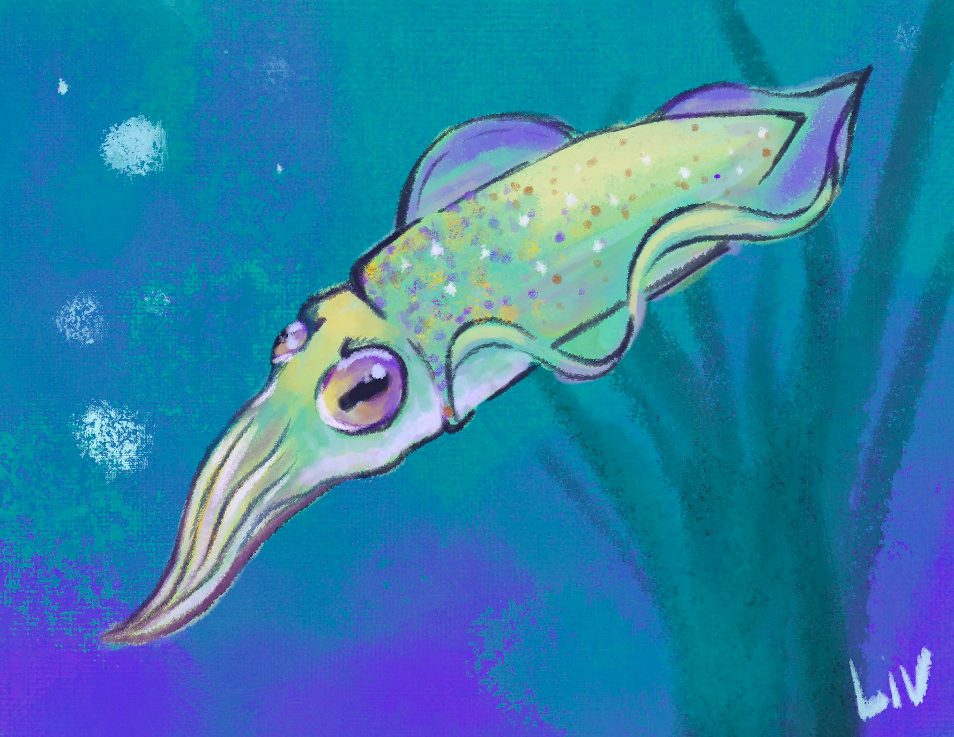 bigfin reef squid, digital painting