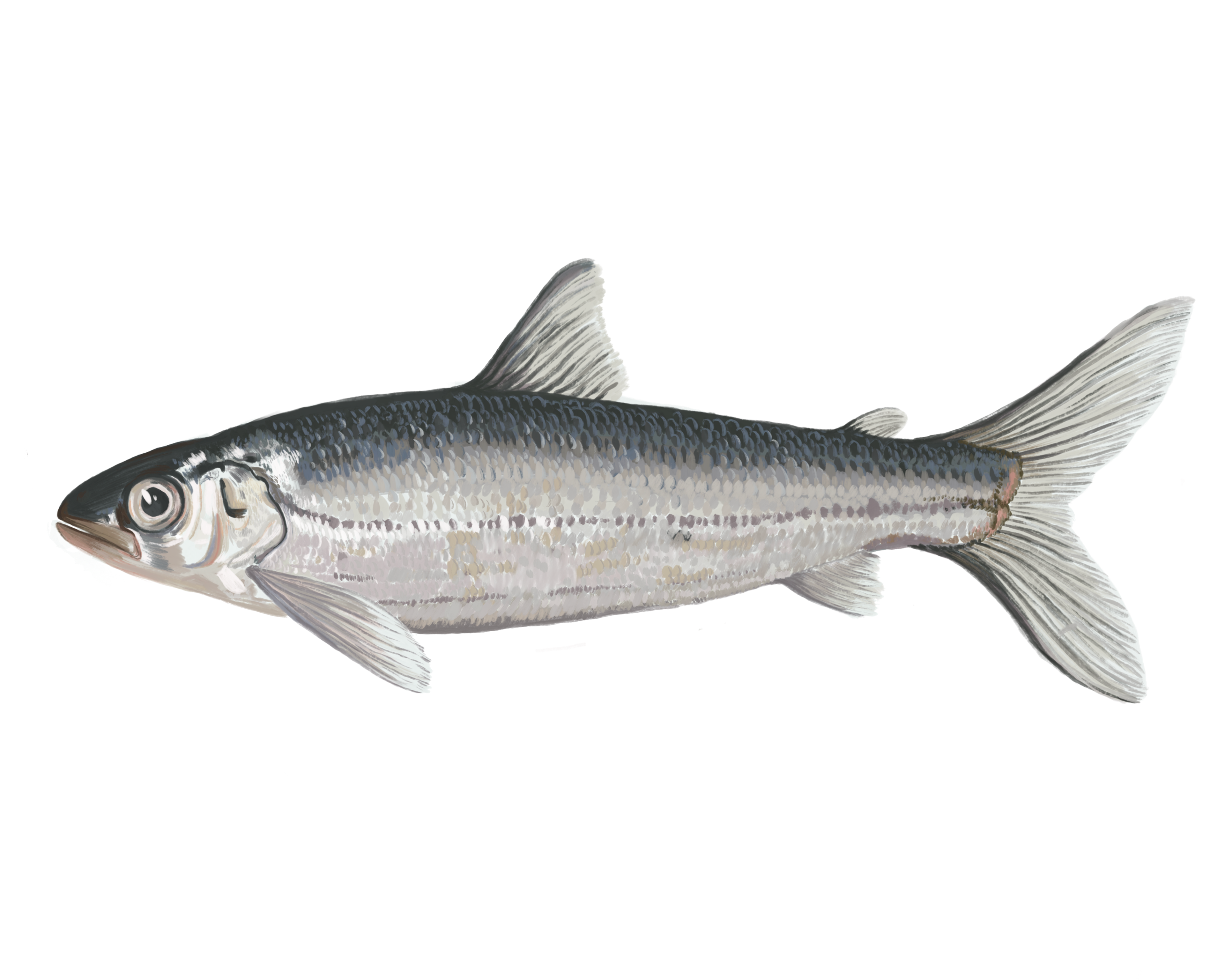 cisco, drawing for michigan naturee association