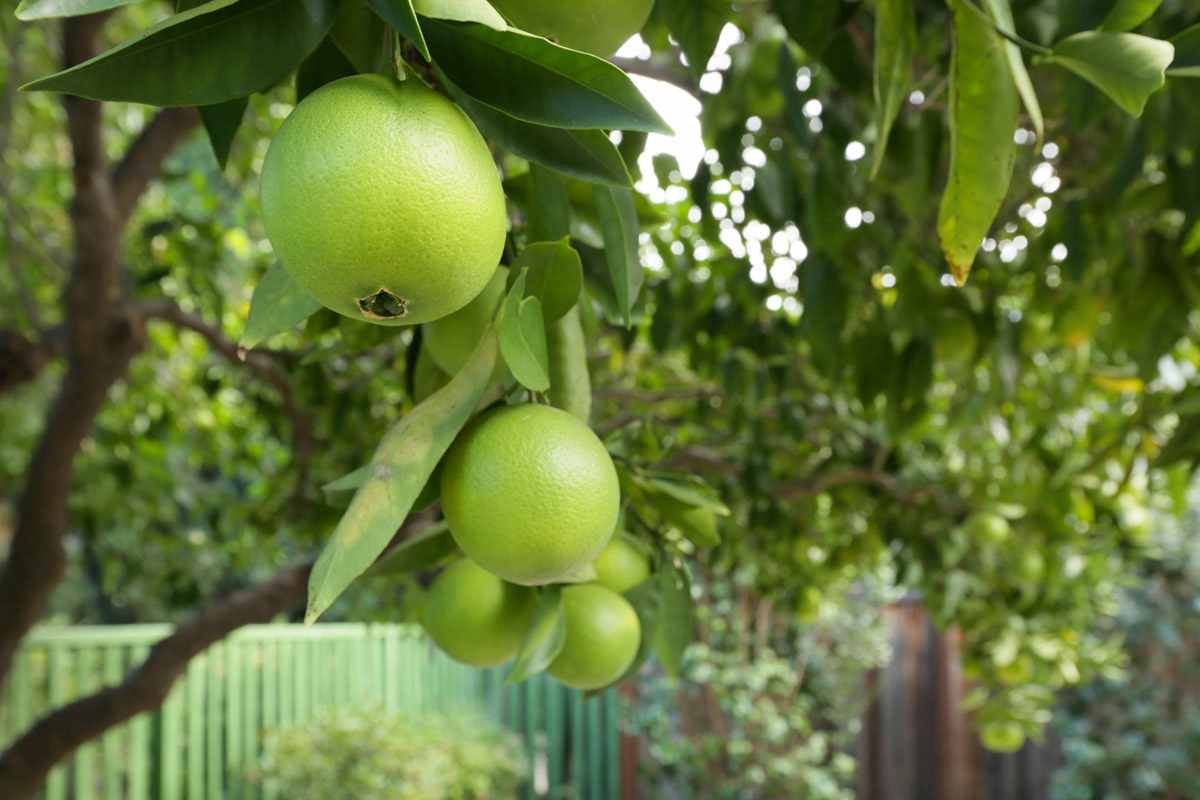 limes-on-lime-tree
