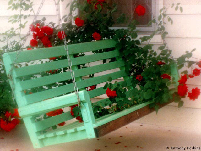 Photography using Canon EOS 80D. "Uncle Luke's Roses"