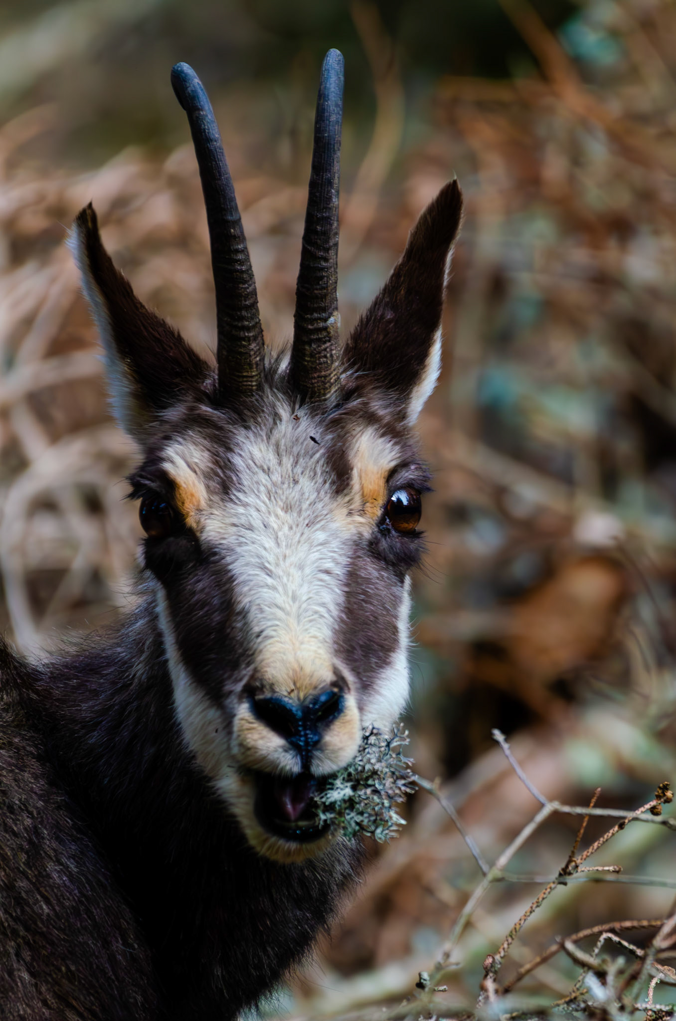 Chamois