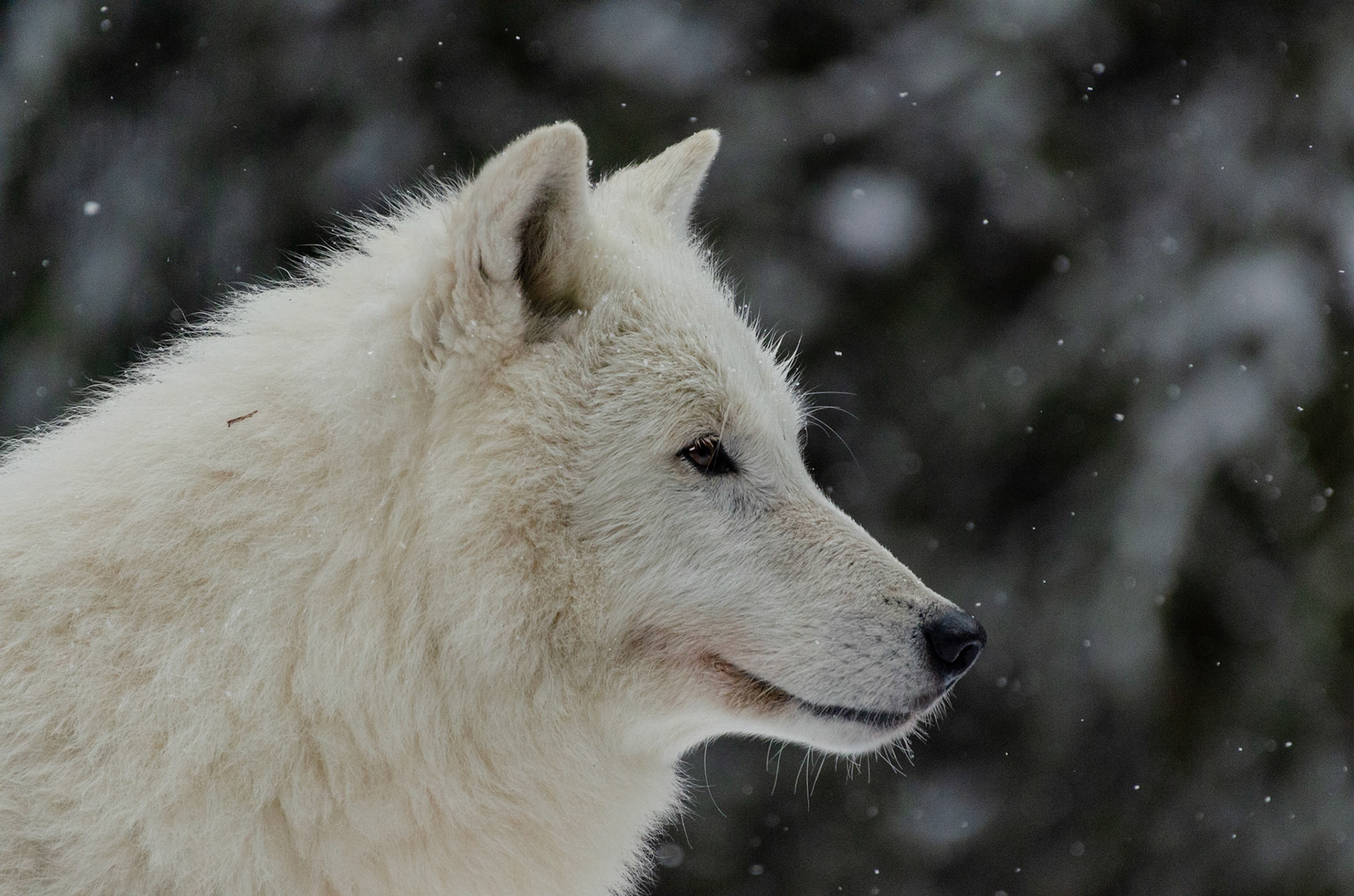 Loup arctique