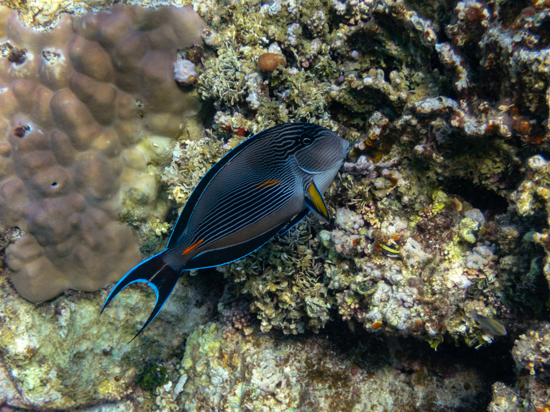 Poisson-chirurgien de Sohal