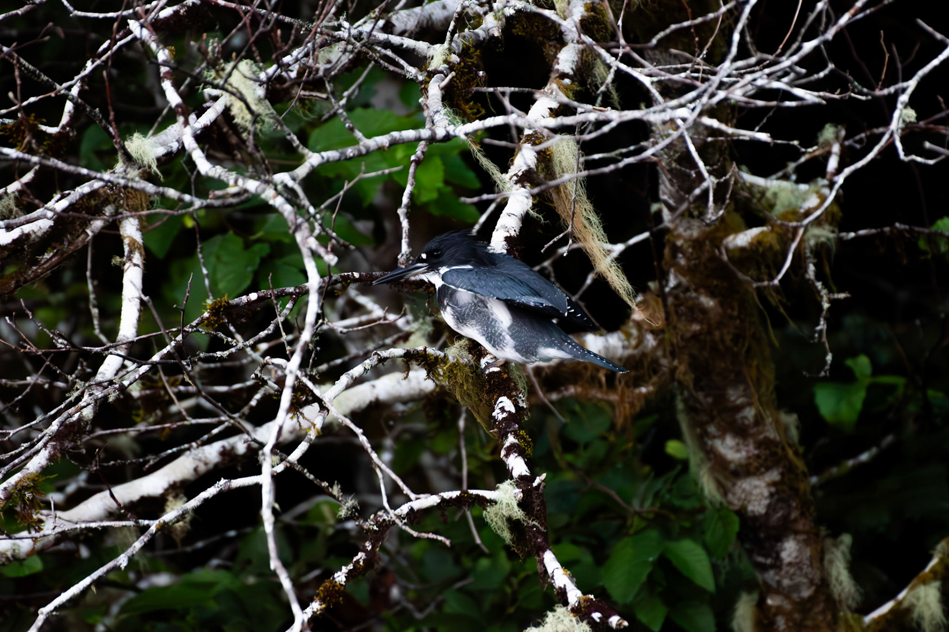 Martin pecheur d'Amérique