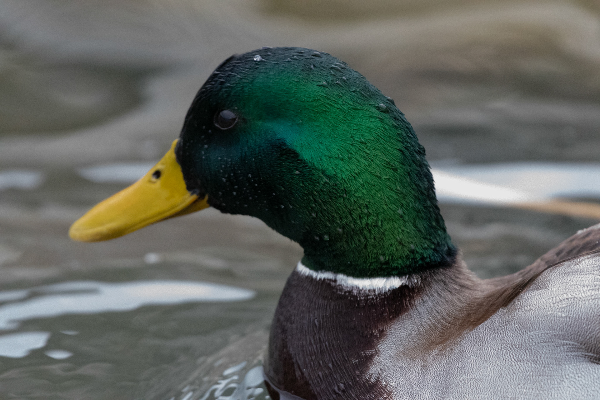 Canard colvert