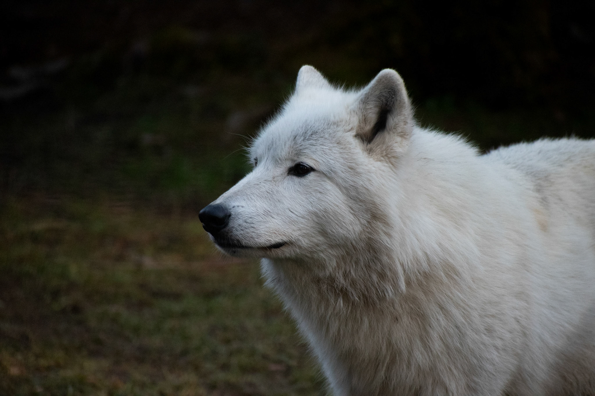 Loup arctique
