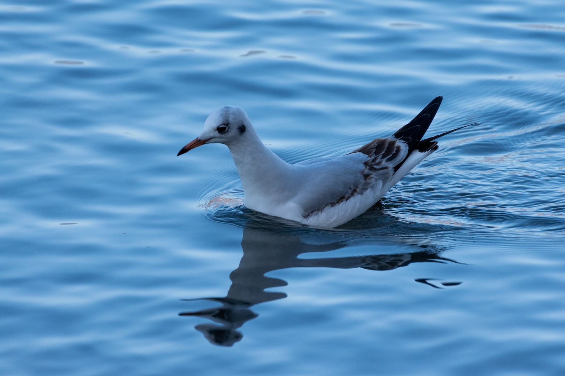 Mouette rieuse