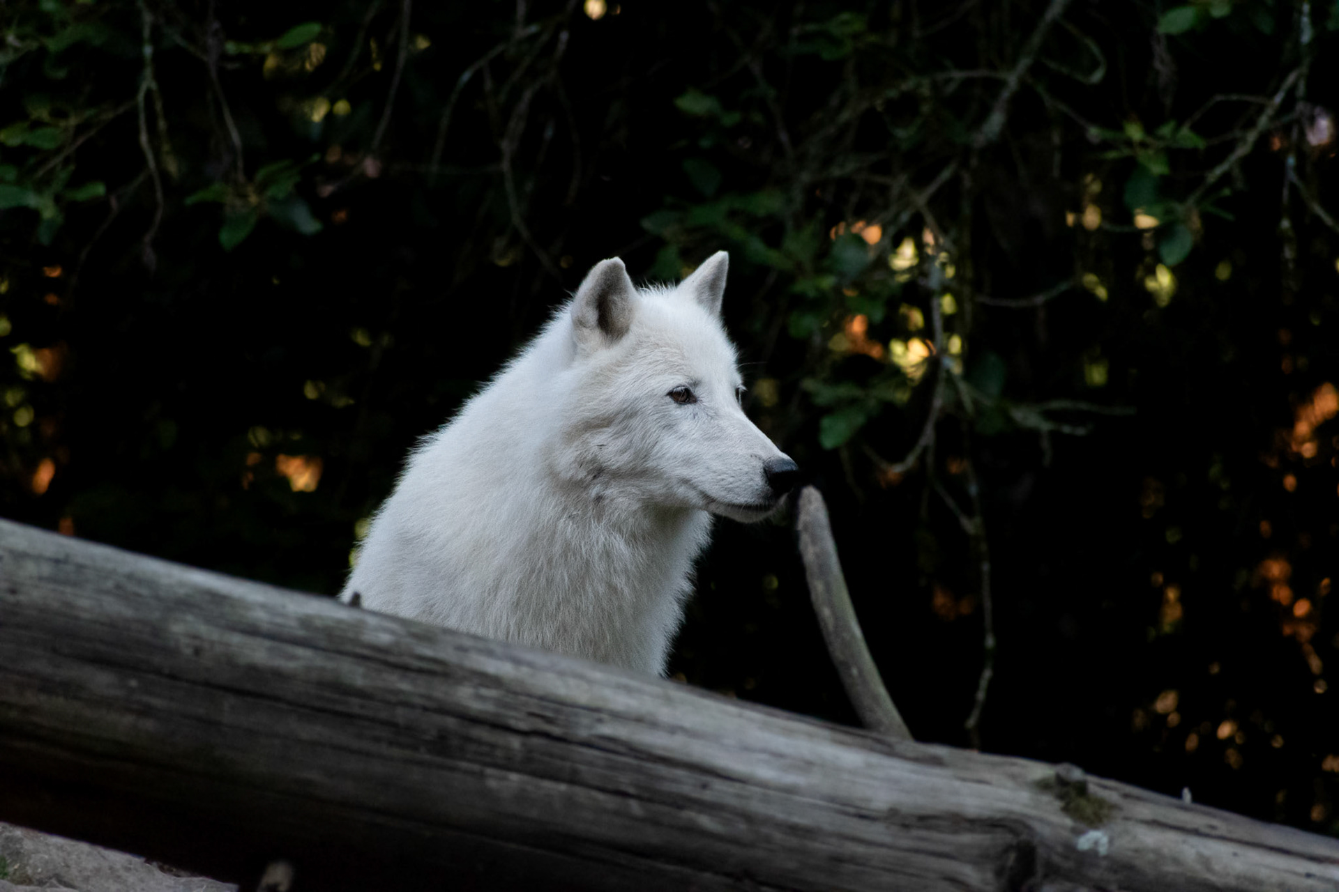 Loup arctique