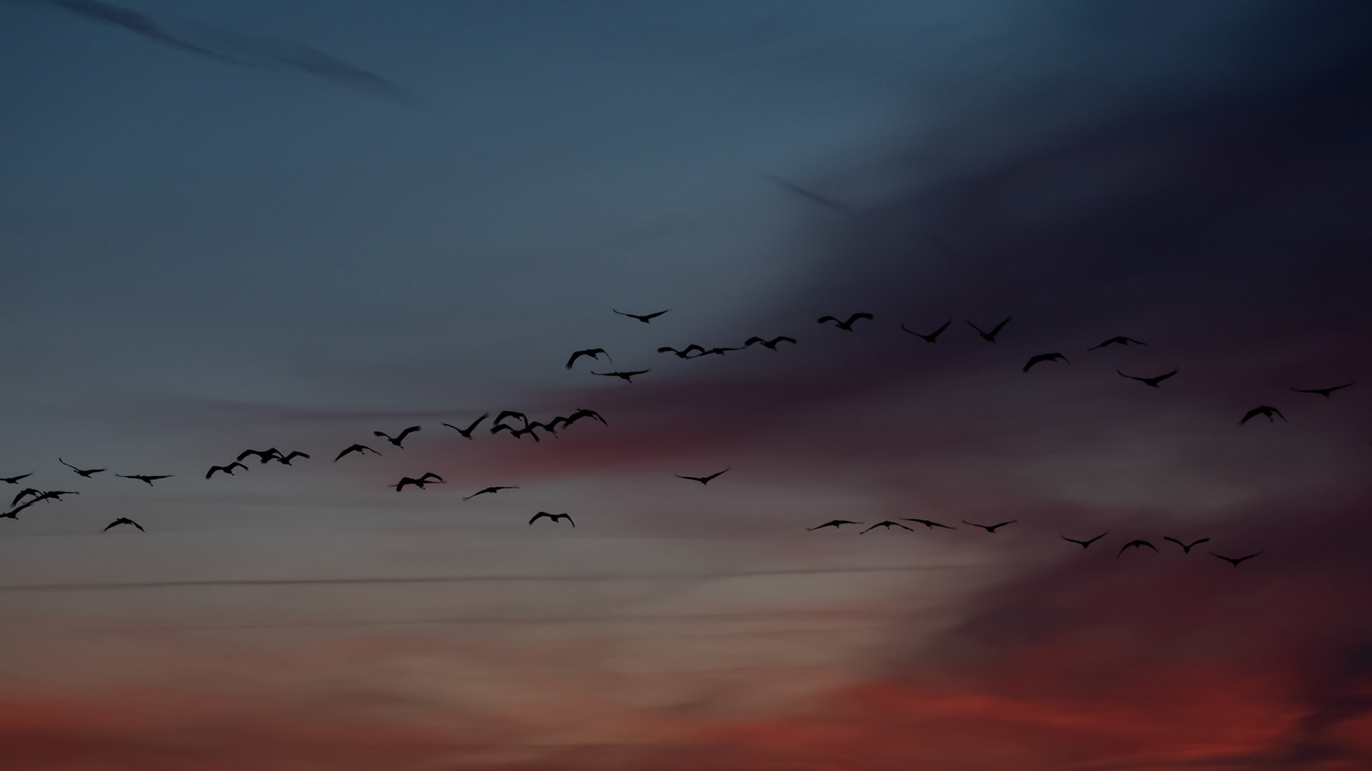 Grues cendrées