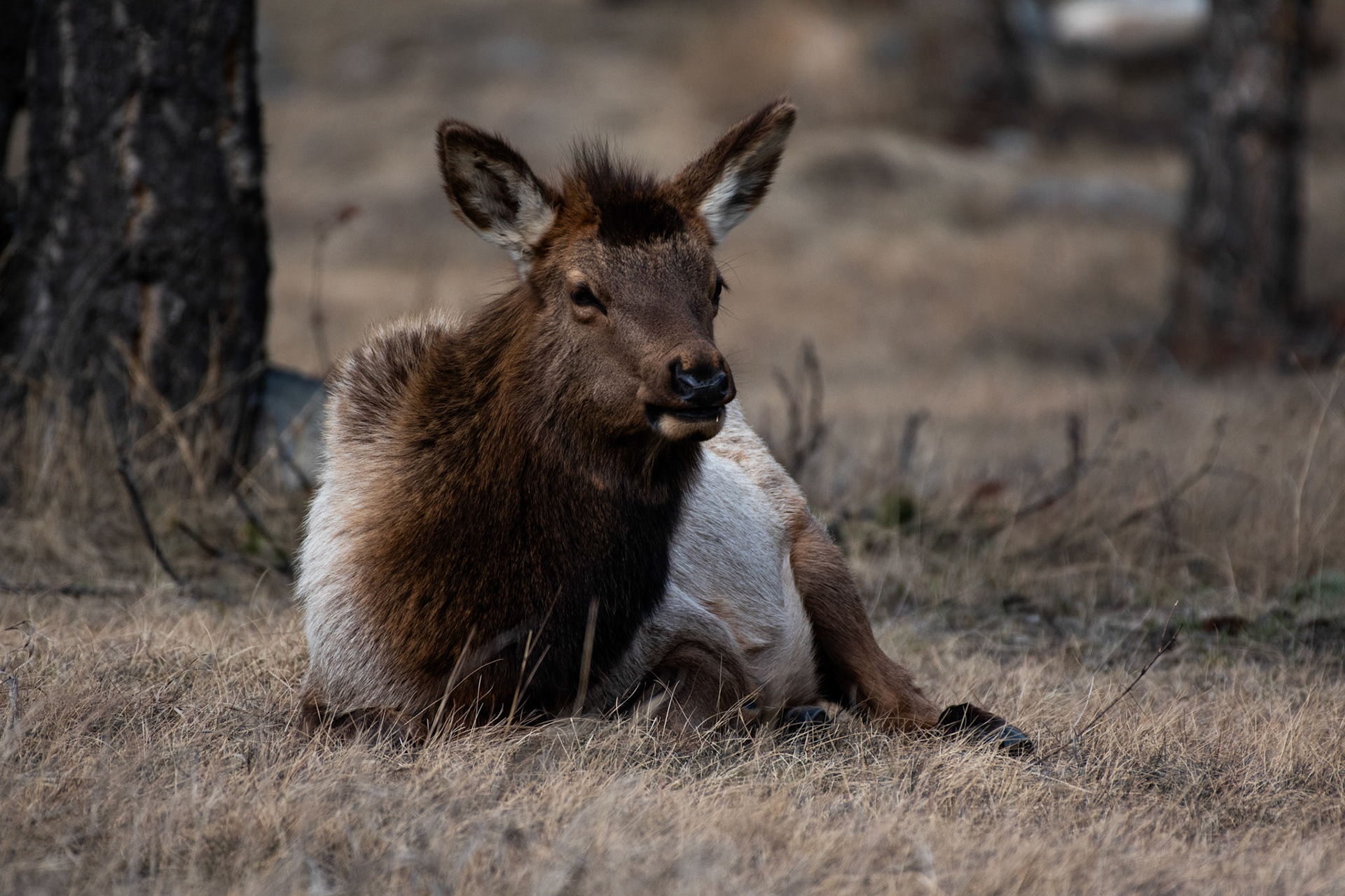 Wapiti