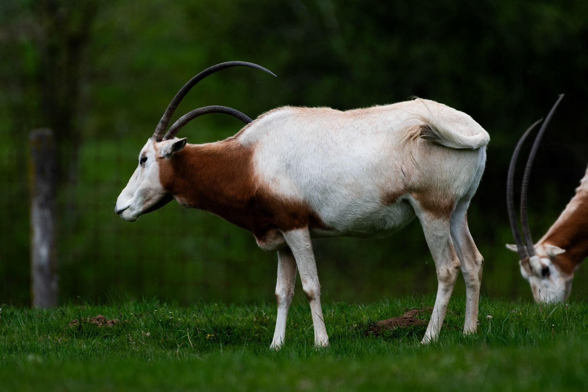Nilgau