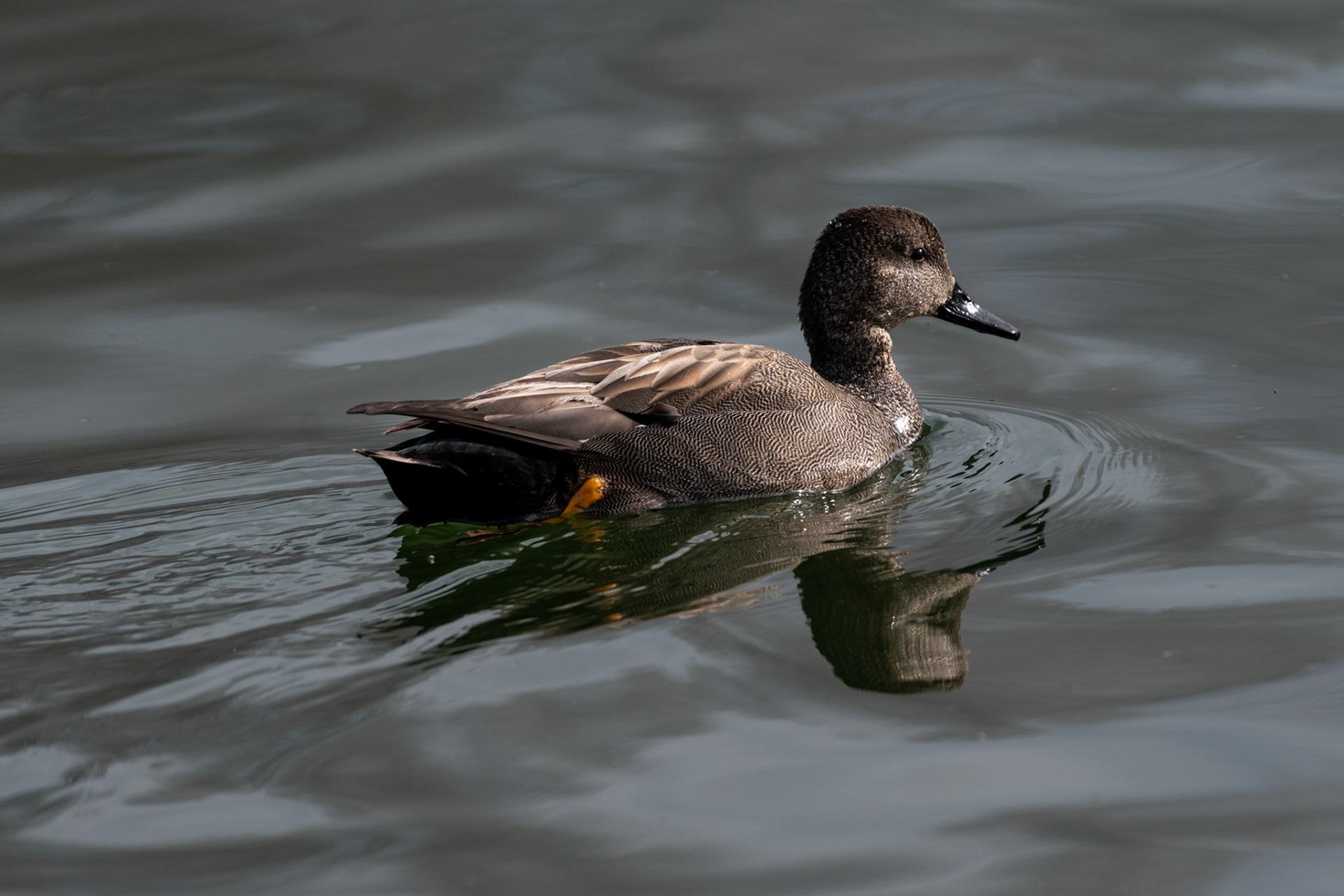 Canard chipeau