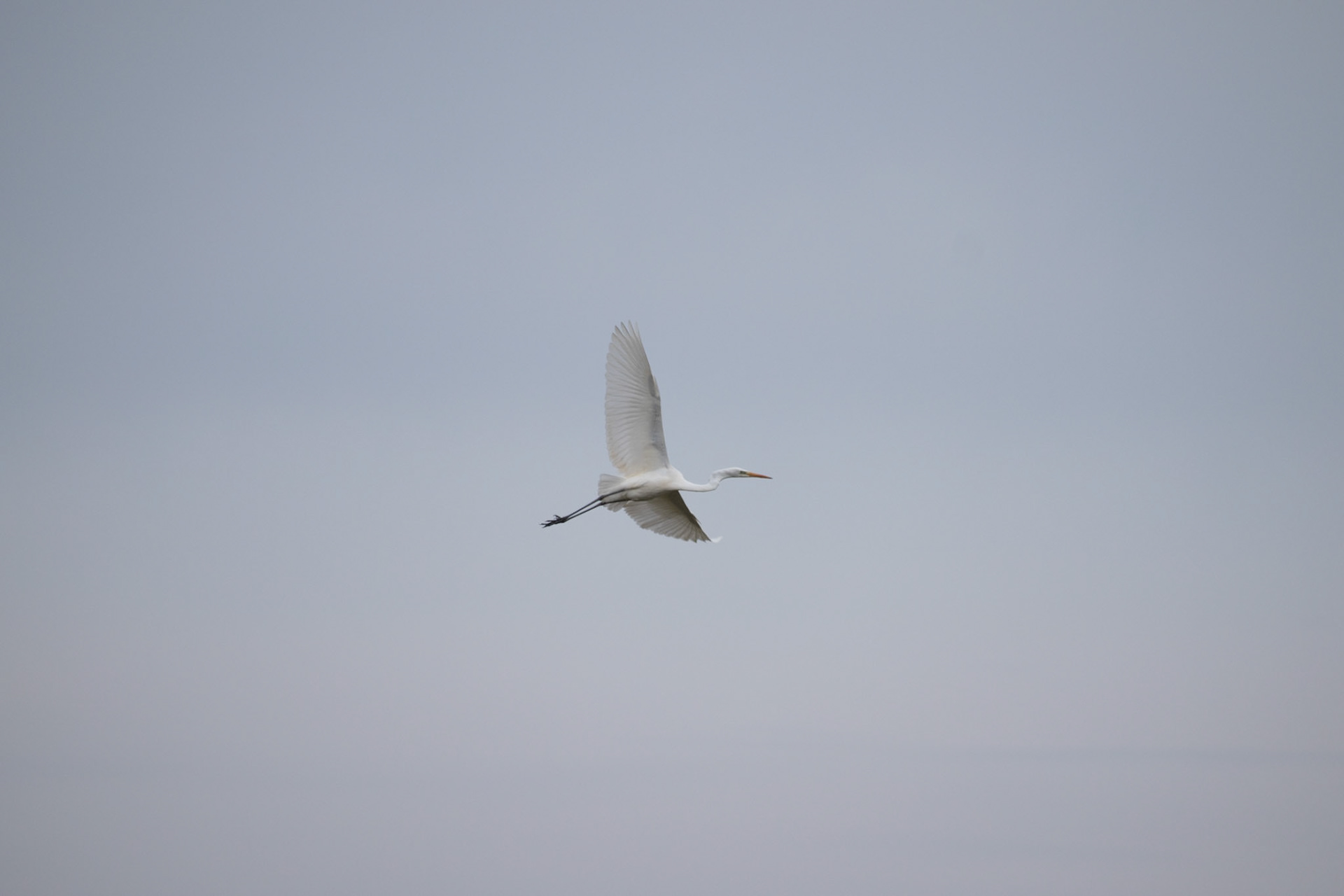 Grande aigrette