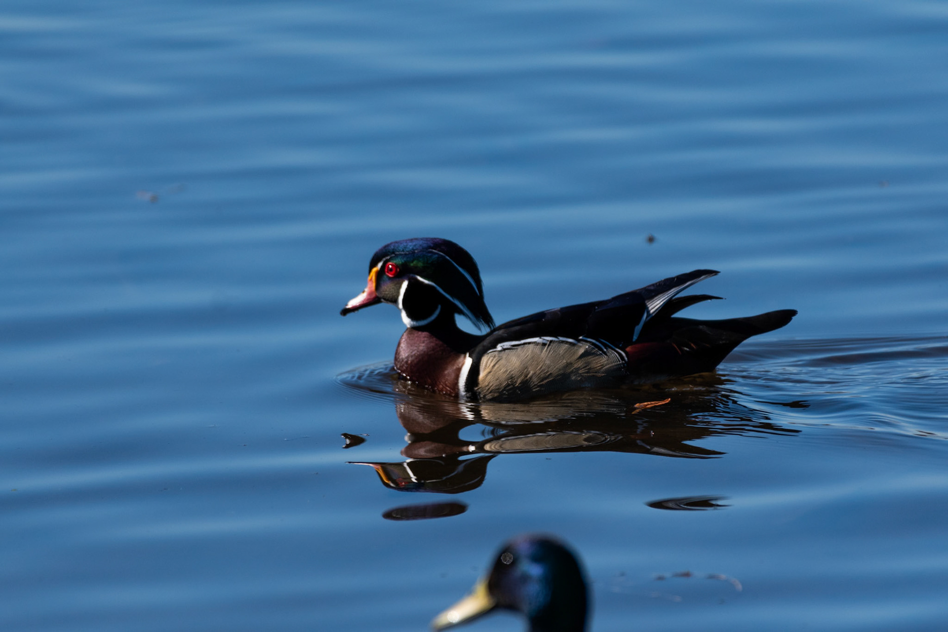 Canard branchu