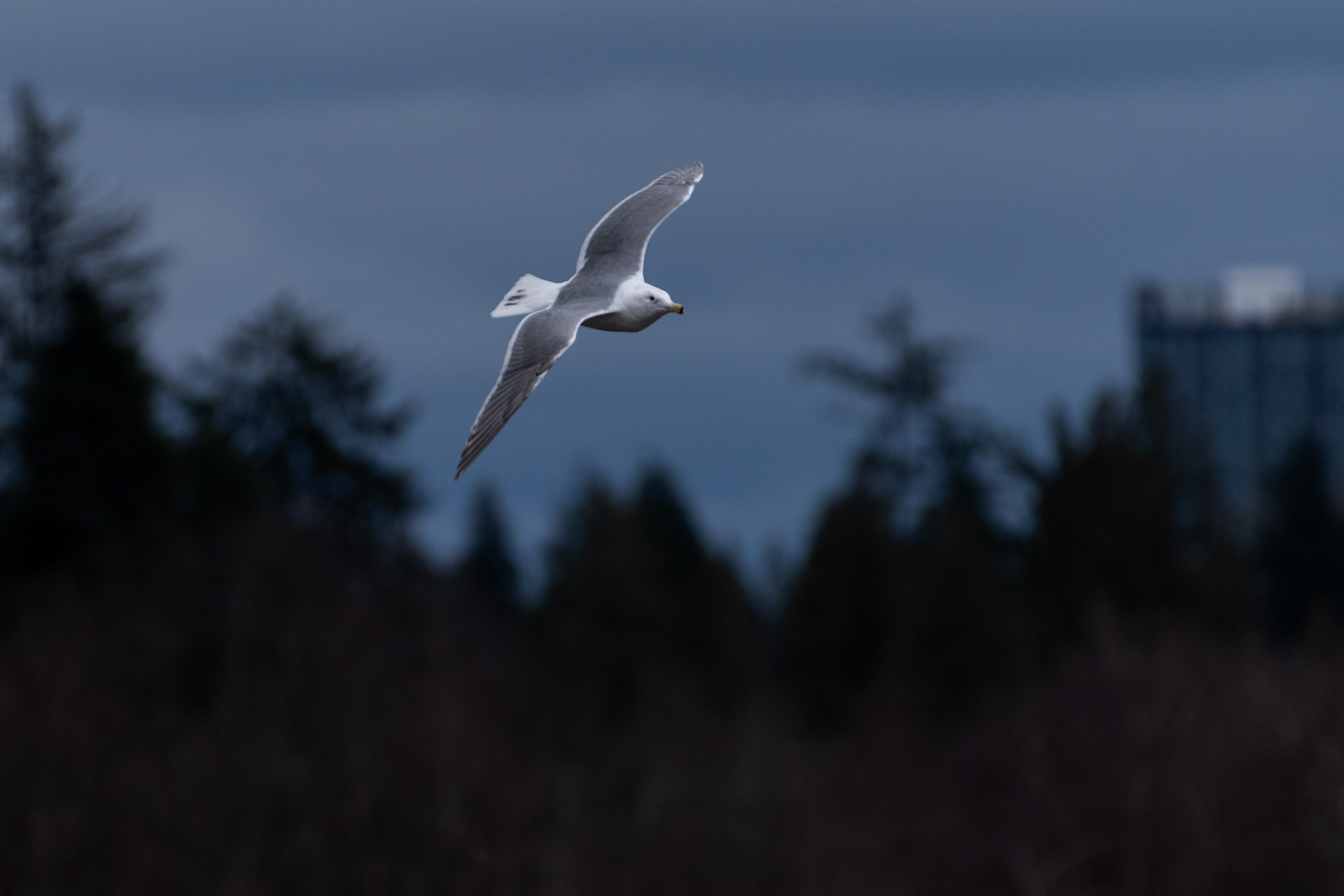 Goéland à ailes grises