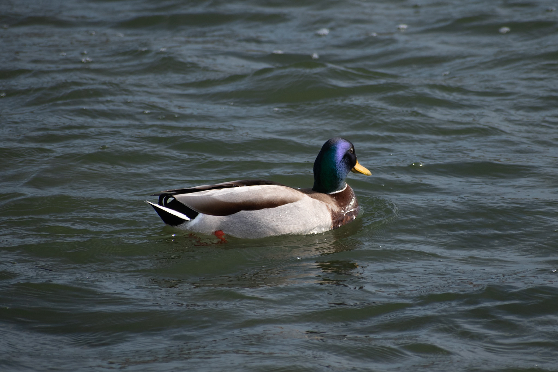Canard colvert
