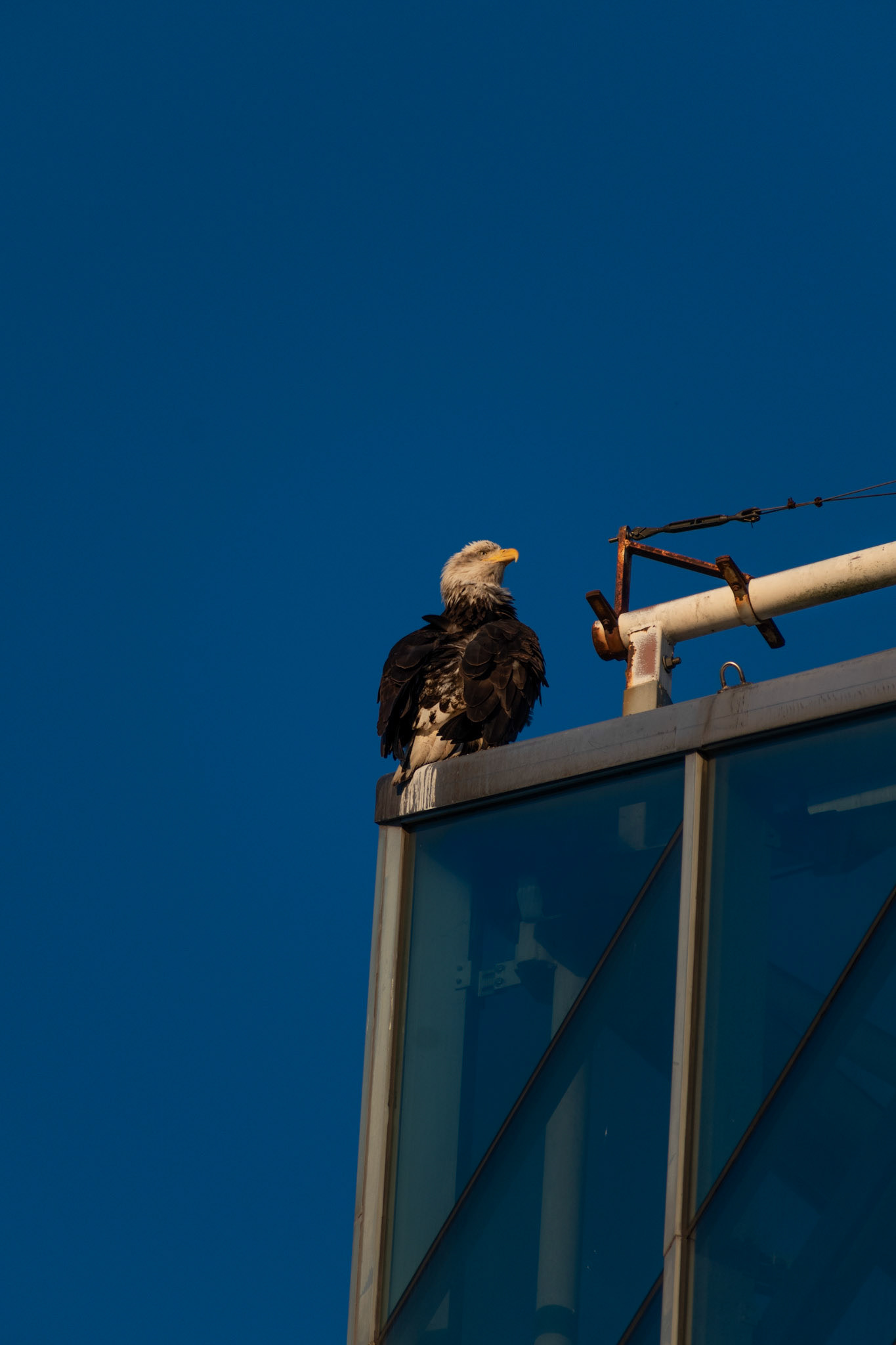 Pygargue à tete blanche