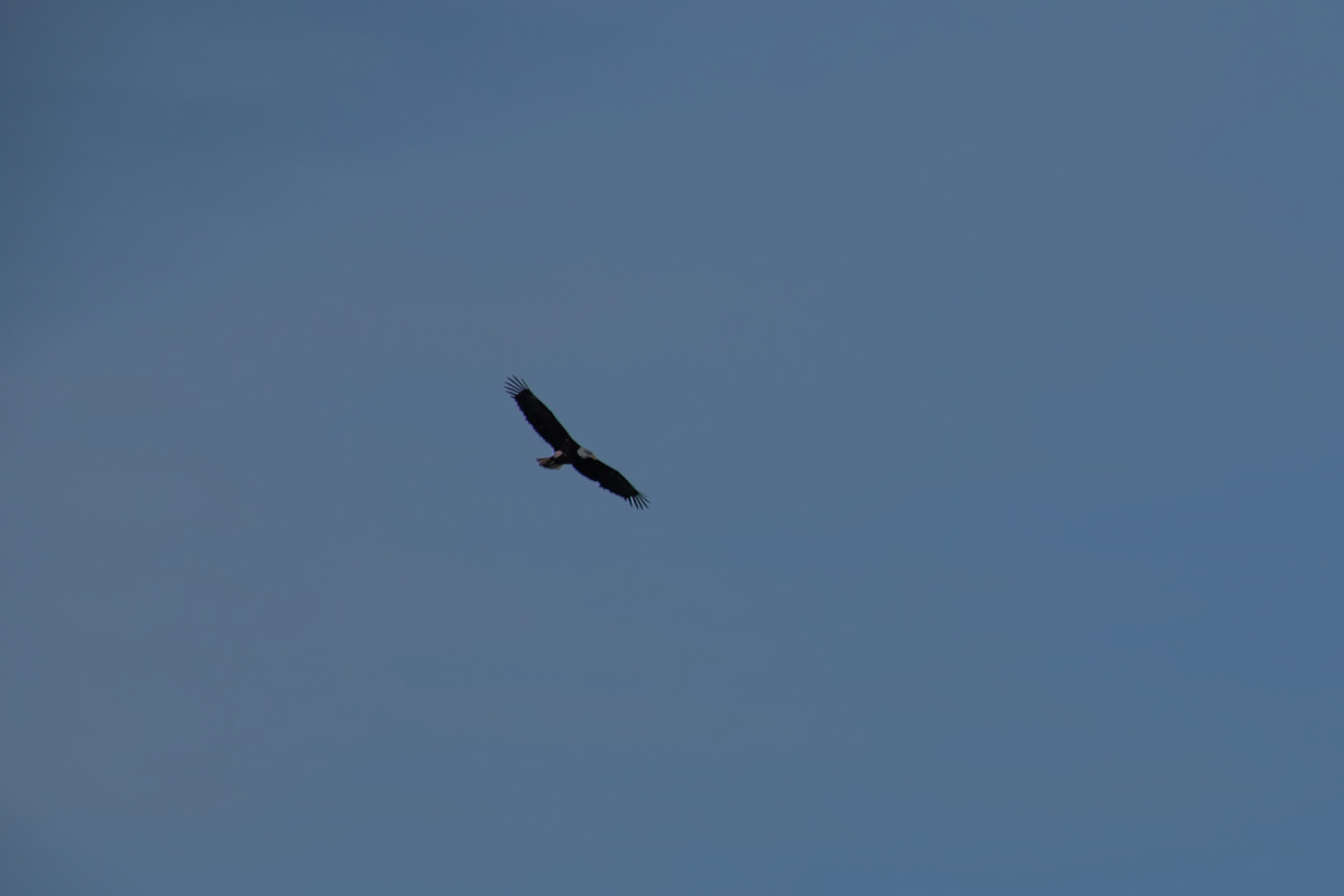 Pygargue à queue blanche