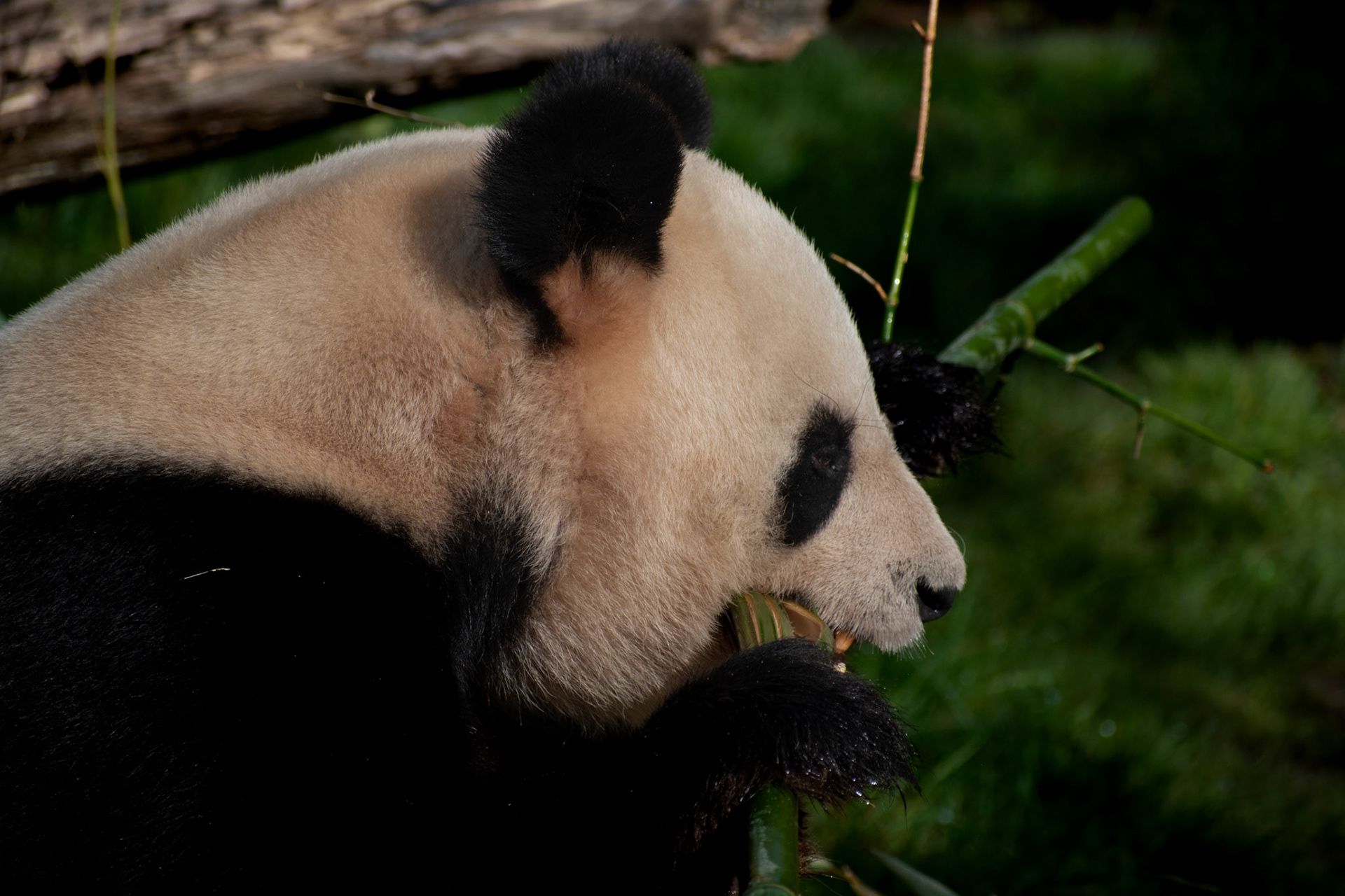 Grand panda