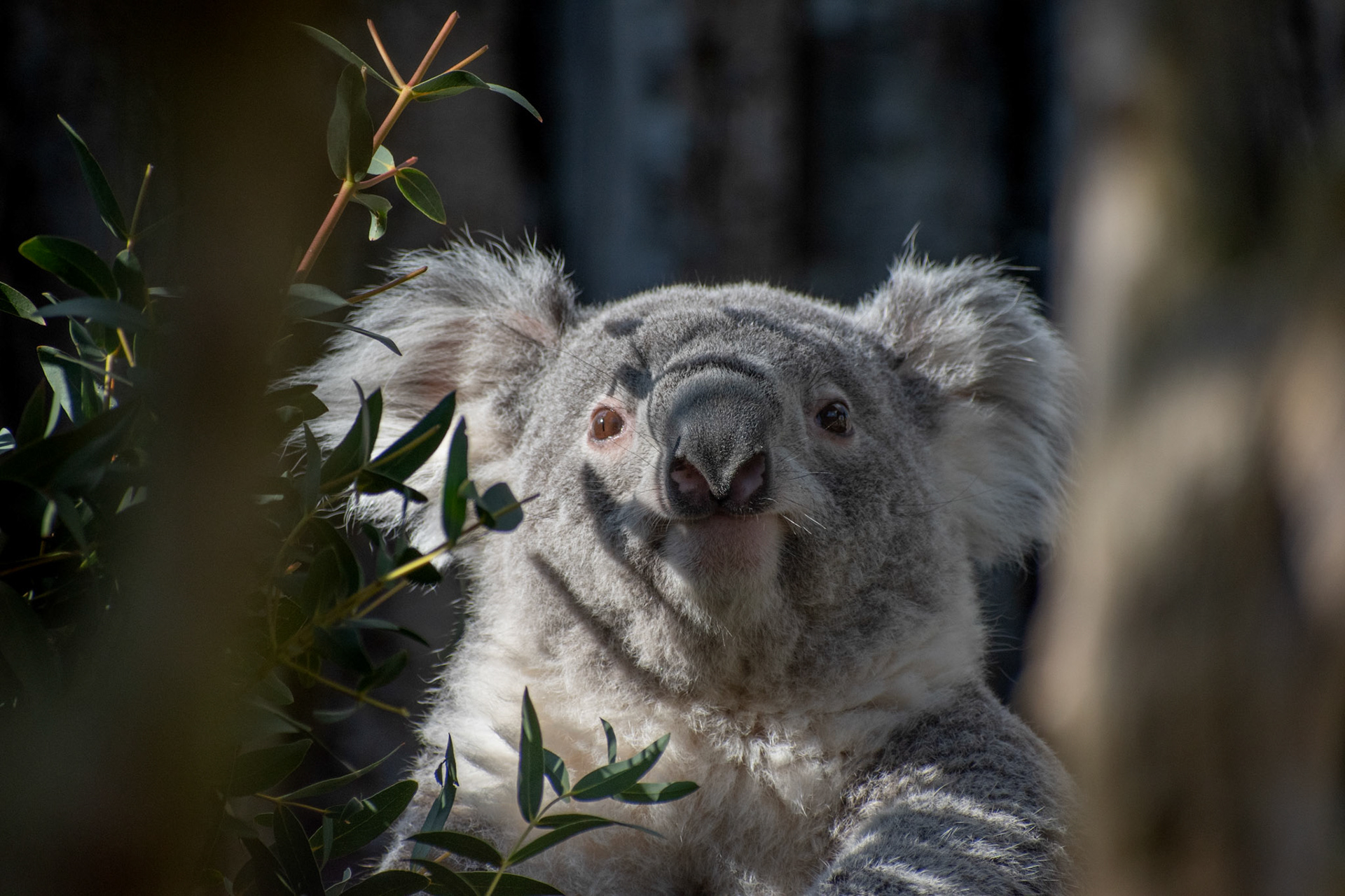 Koala du Queensland