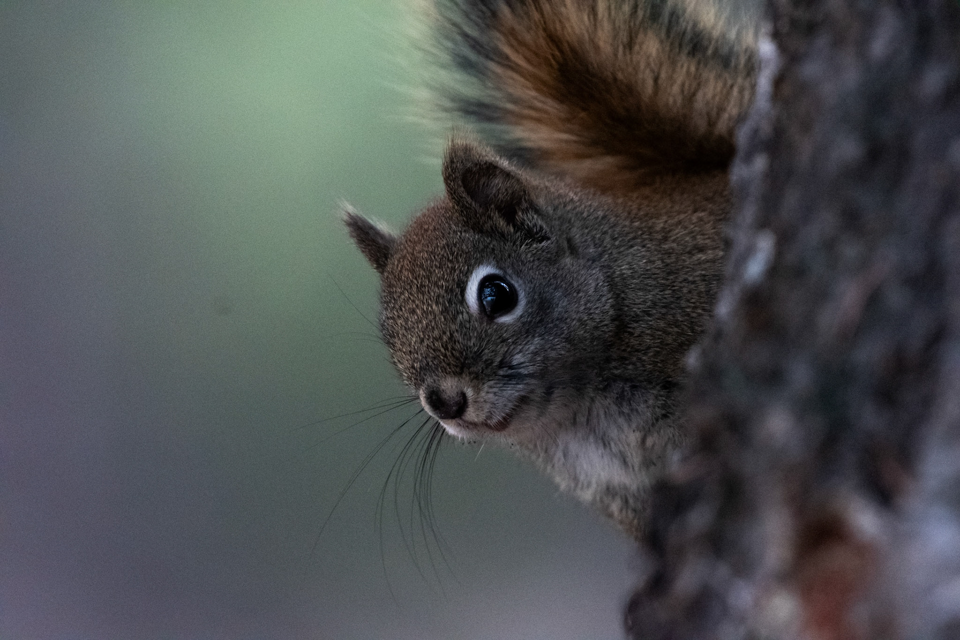 American Red Squirrel